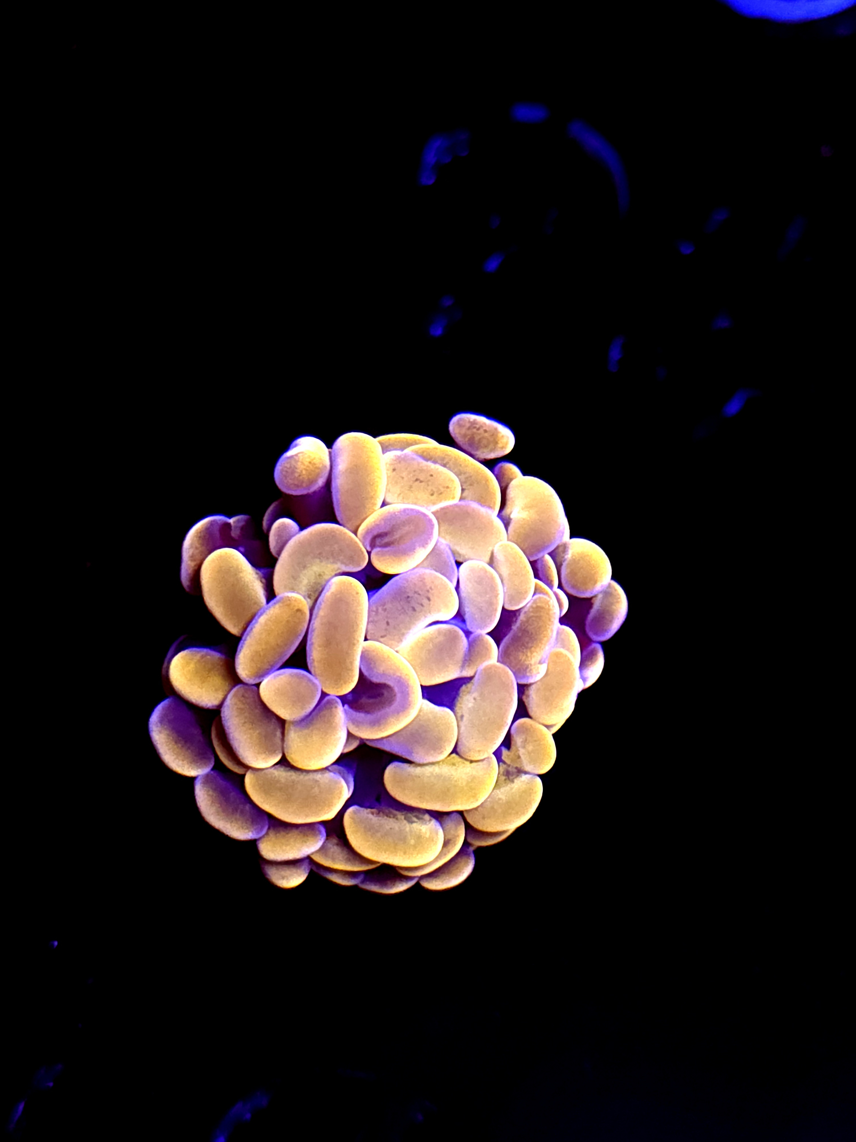 SBB Orange Indo hammer