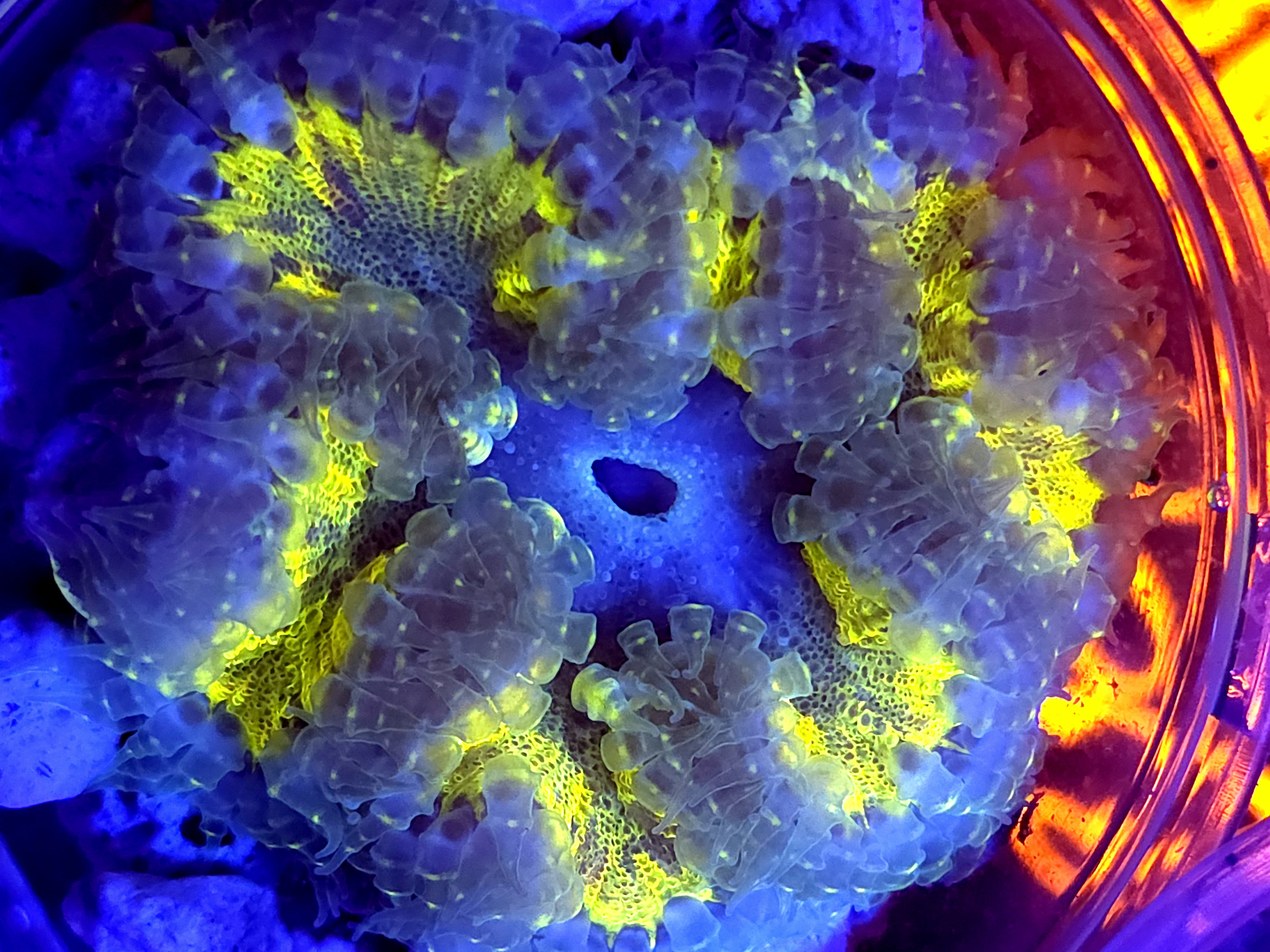 SBB Yellow Center Rock flower