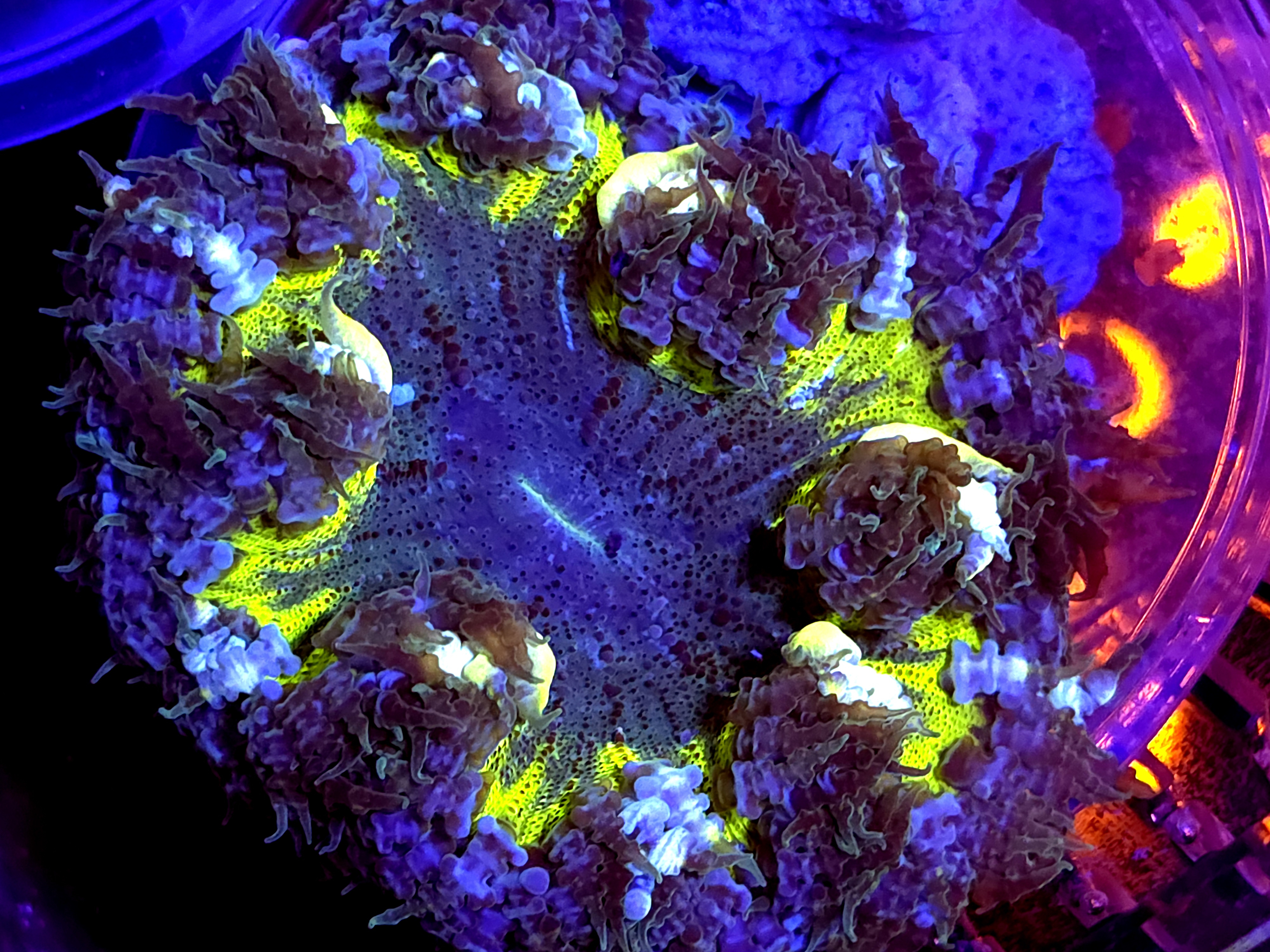 SBB Yellow Center Rock flower