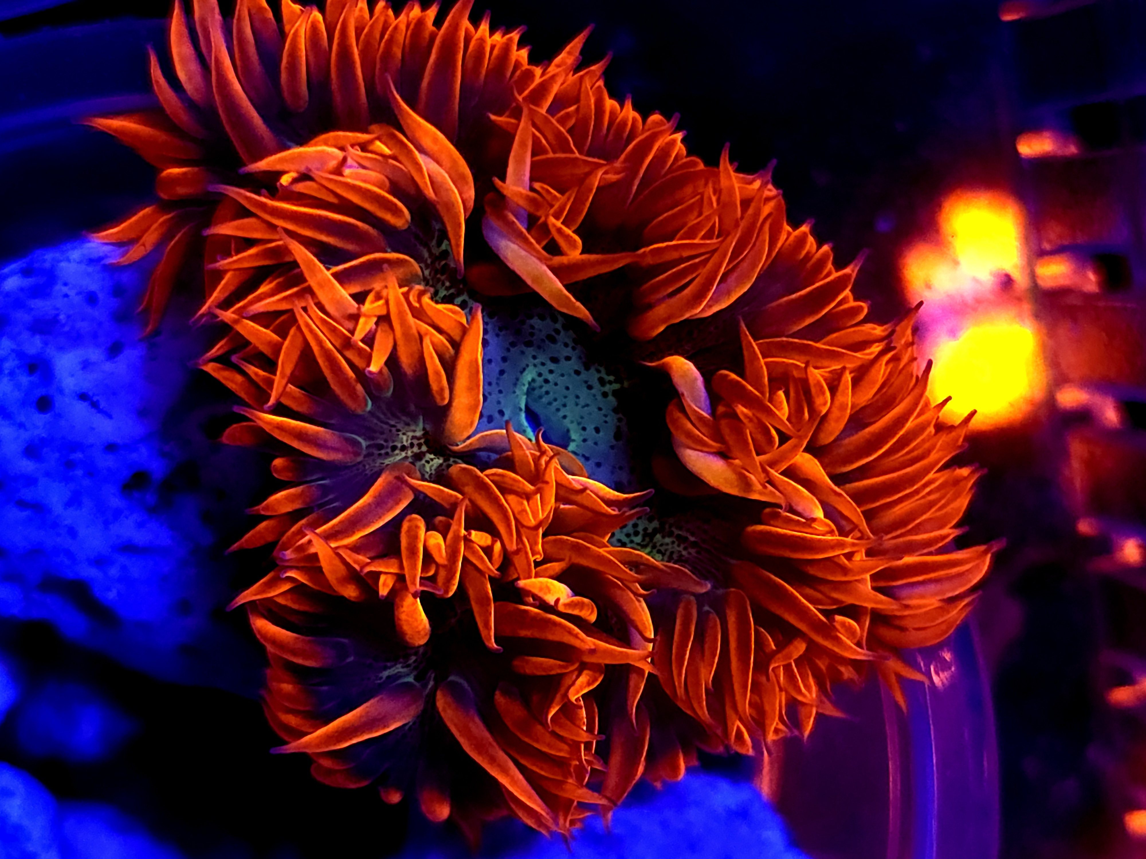 SBB Red Skirt rock flower