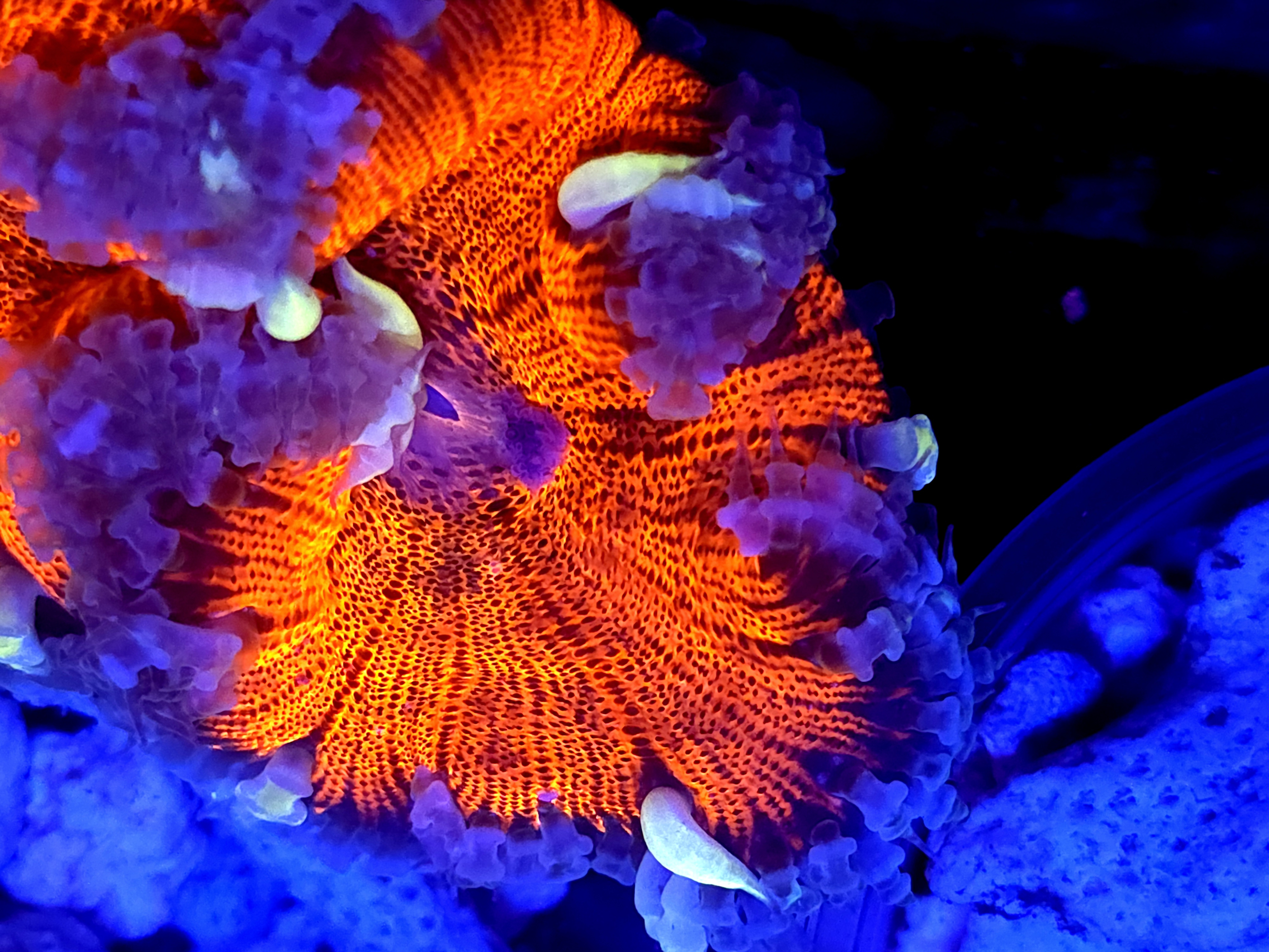 SBB Deadpool Center Rock flower