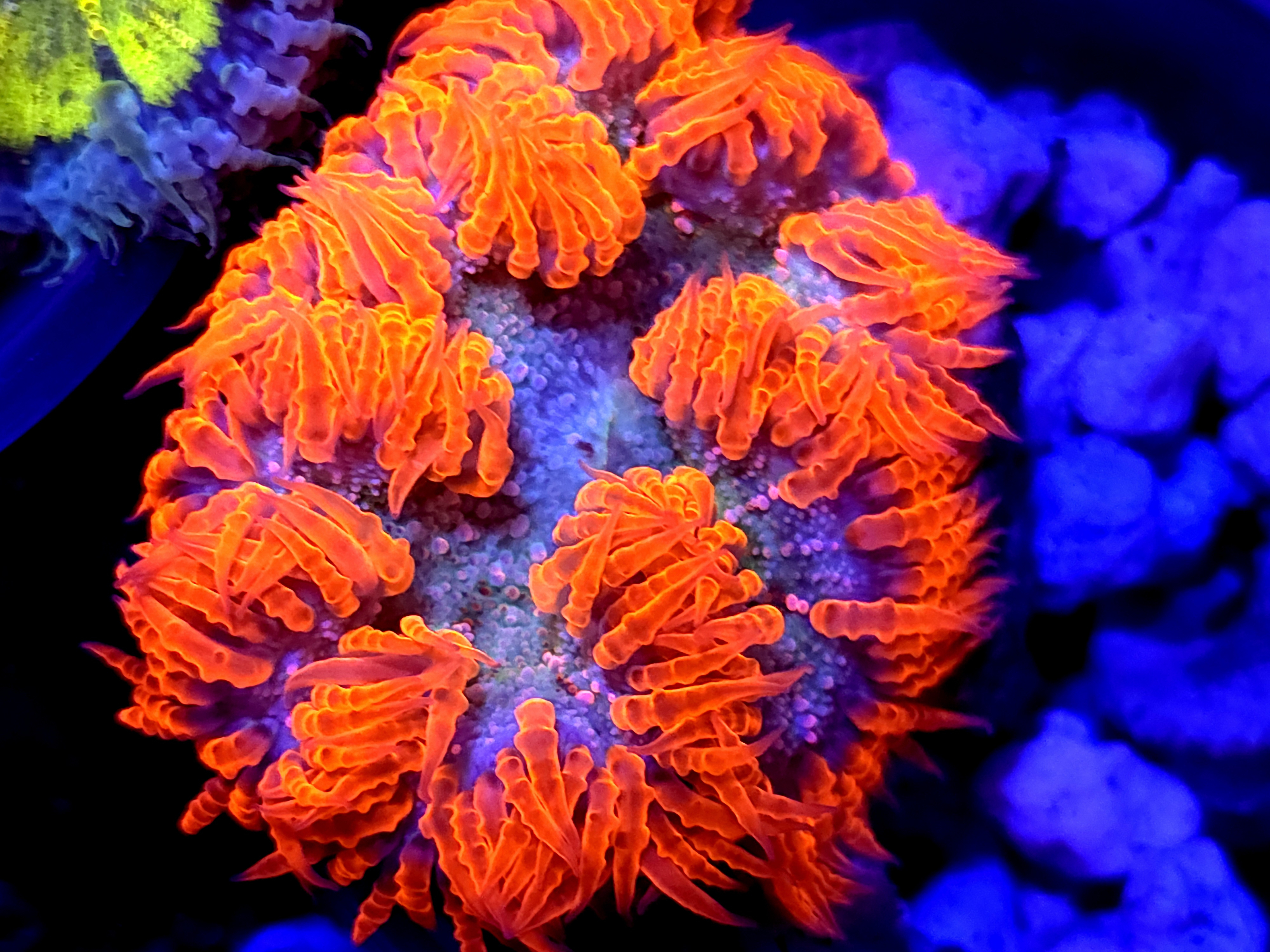 SBB Red Skirt rock flower