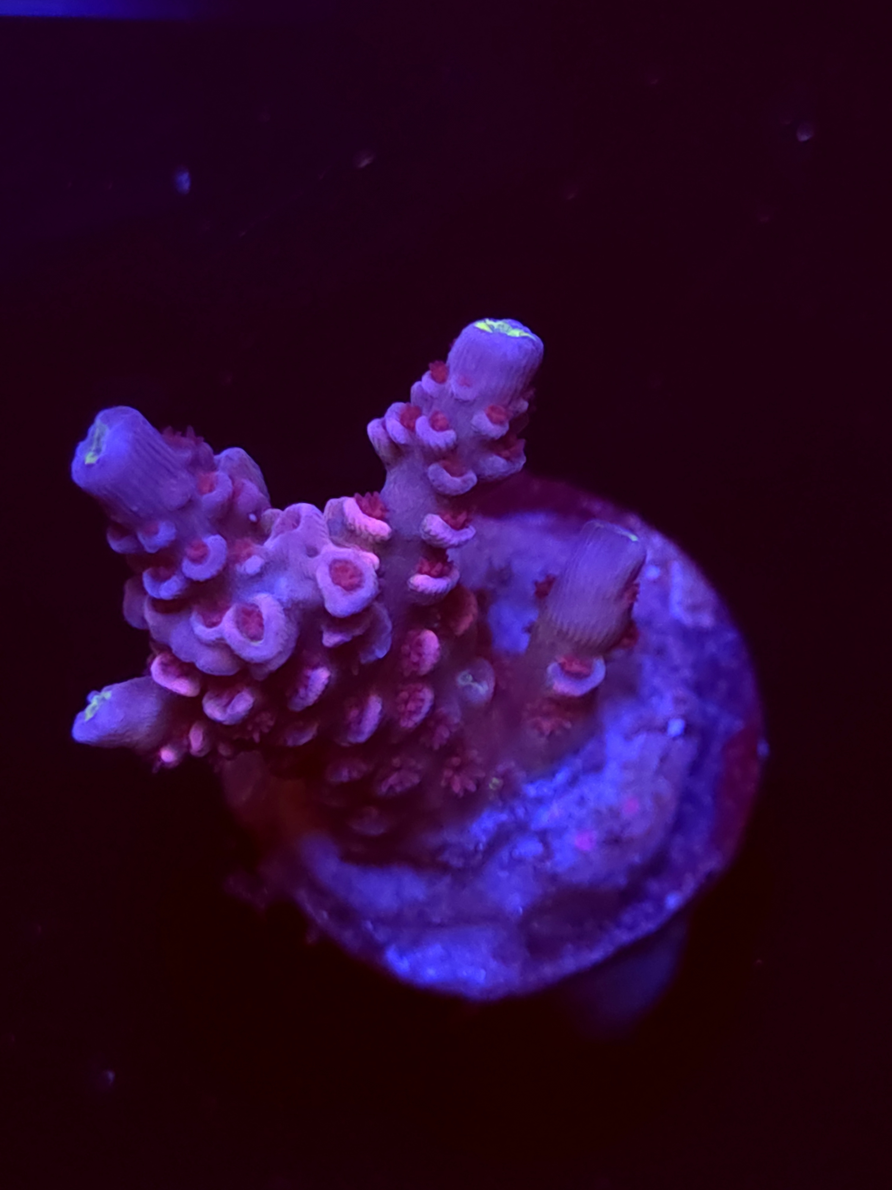 SBB "Mystery Signature" Acro Small Branch