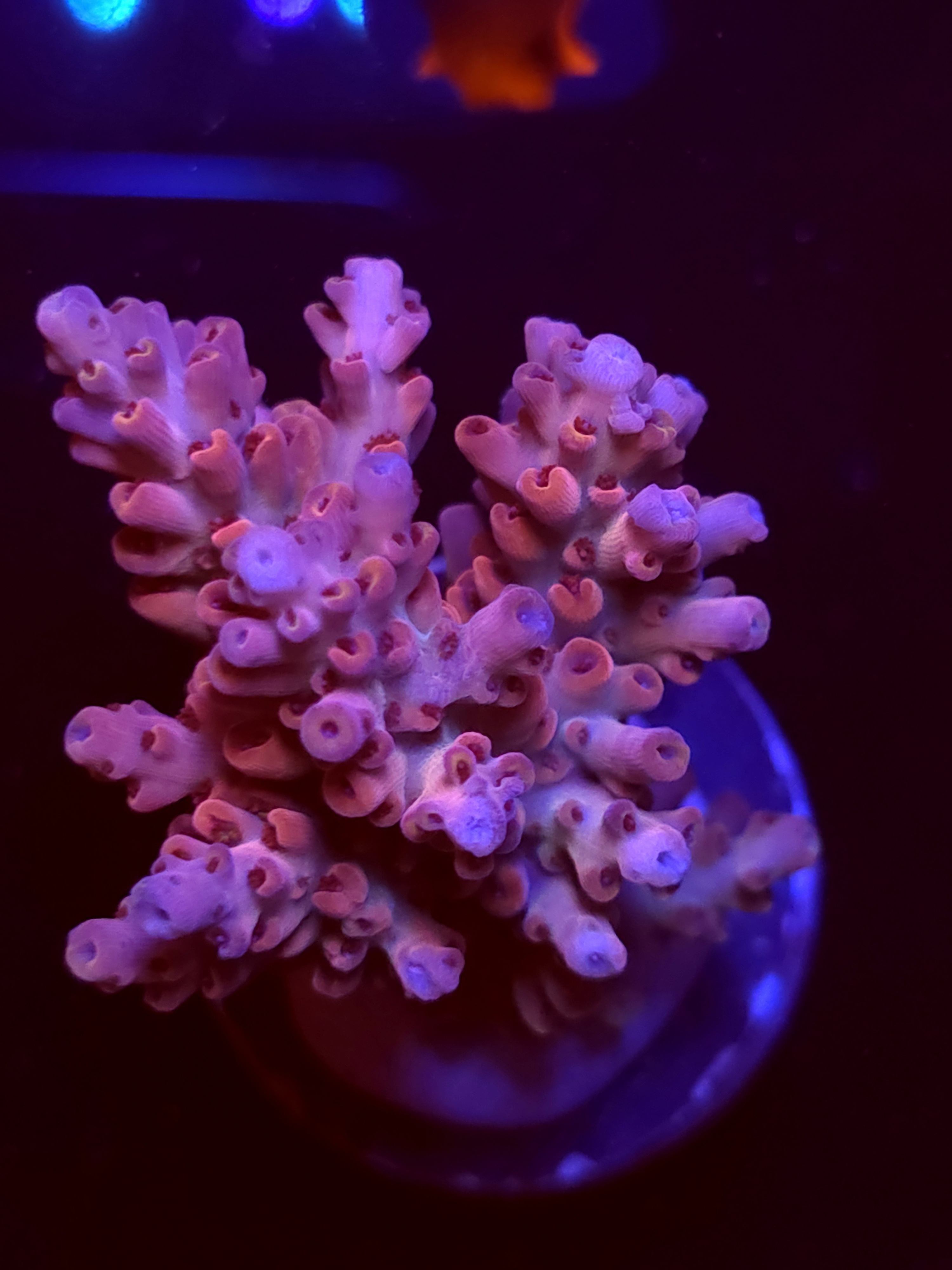 SBB "Ripple Rainbow" Acro Large Multibranch Colony