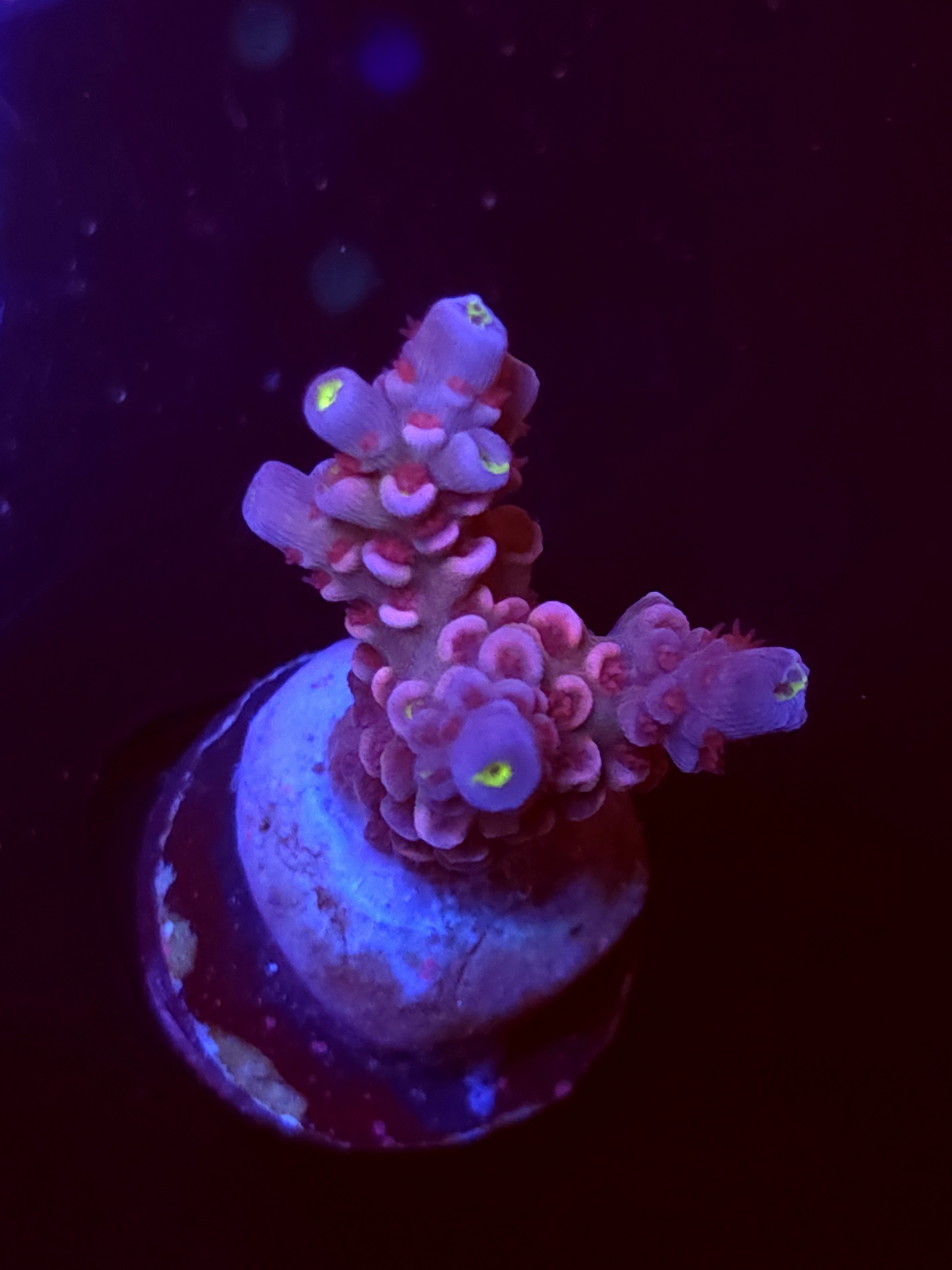 SBB "Sugar Glimmer" Acro Medium 2 Branch