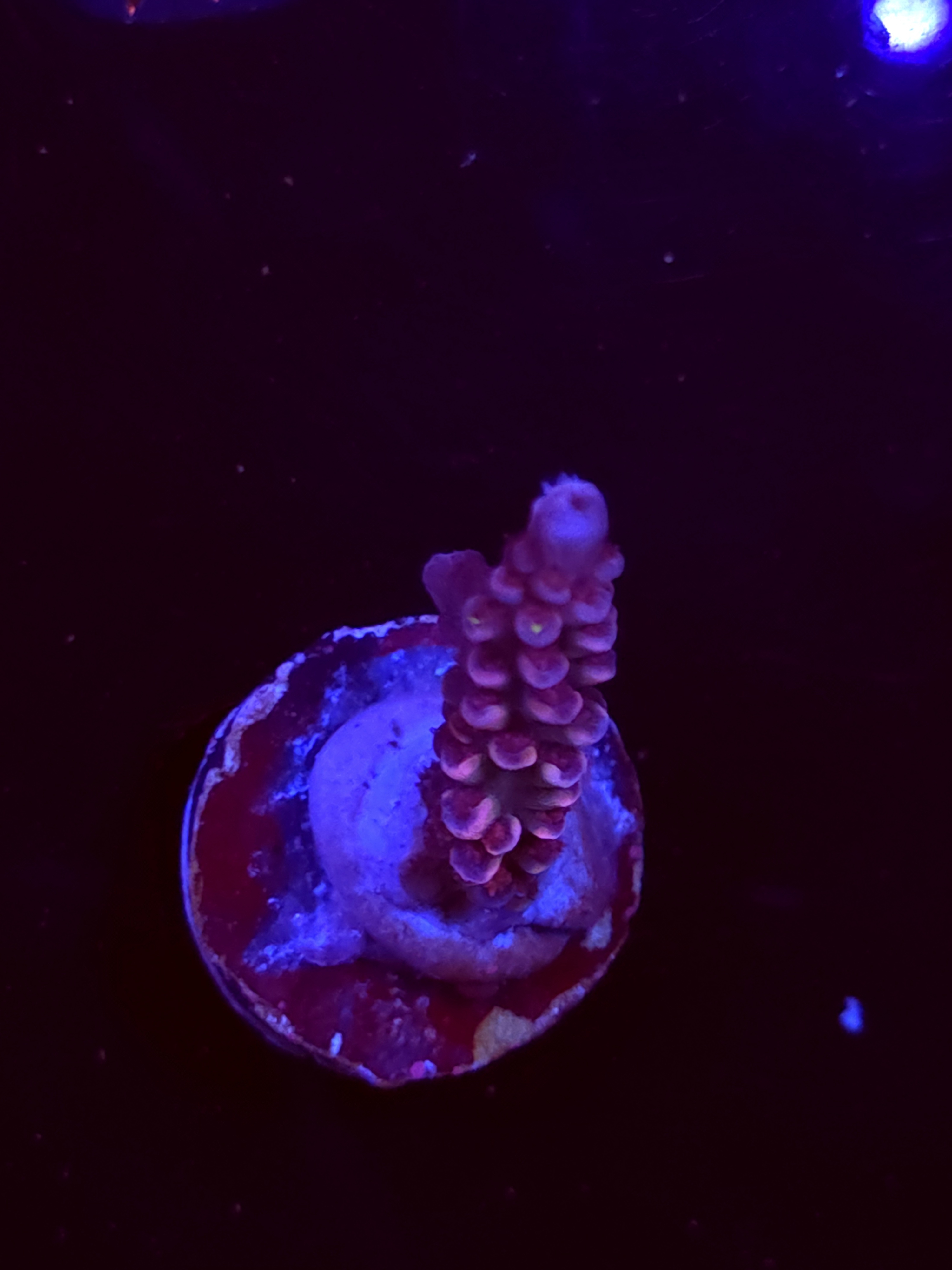 SBB "Sugar Glimmer" Acro Medium Branch