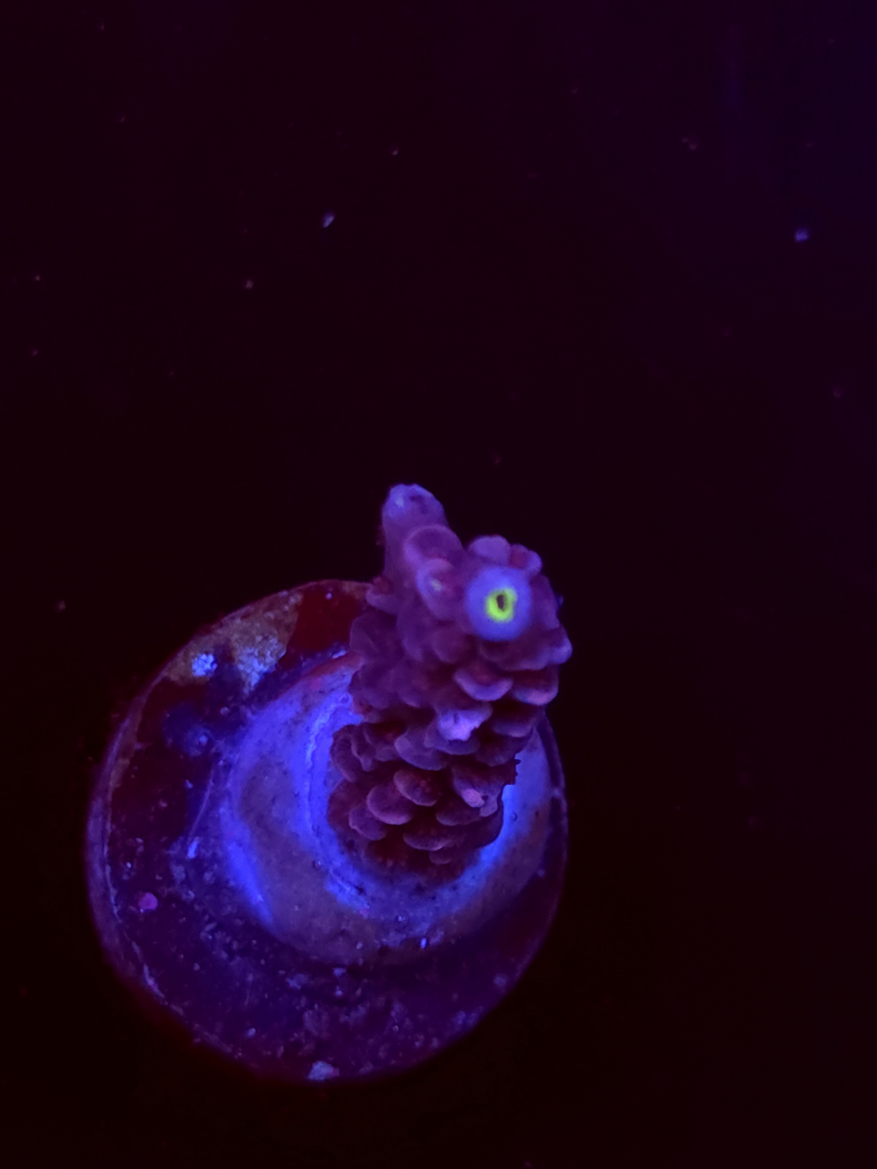 SBB "Sugar Glimmer" Acro Medium Branch