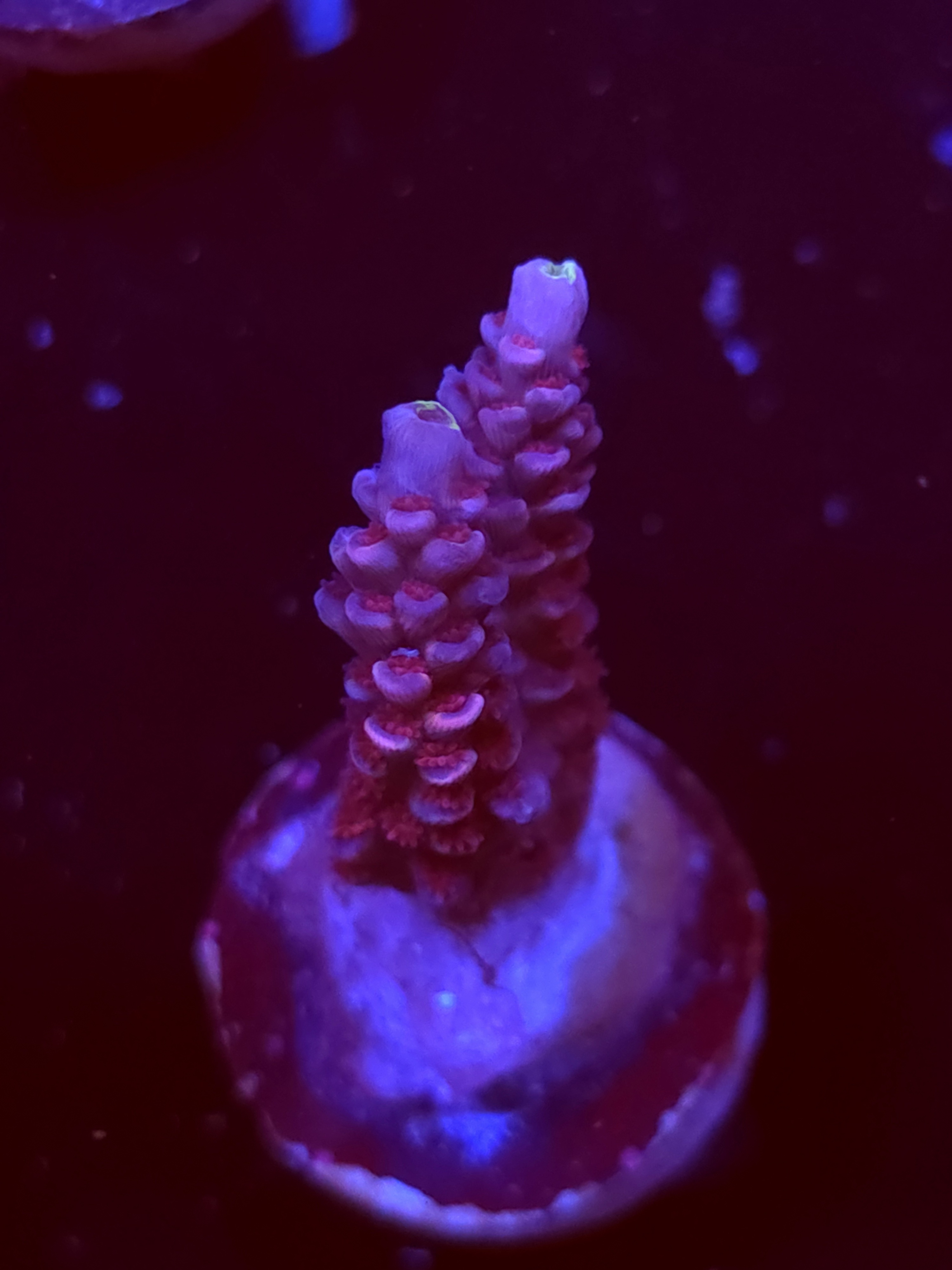 SBB "Sugar Glimmer" Acro Small 2 Branch