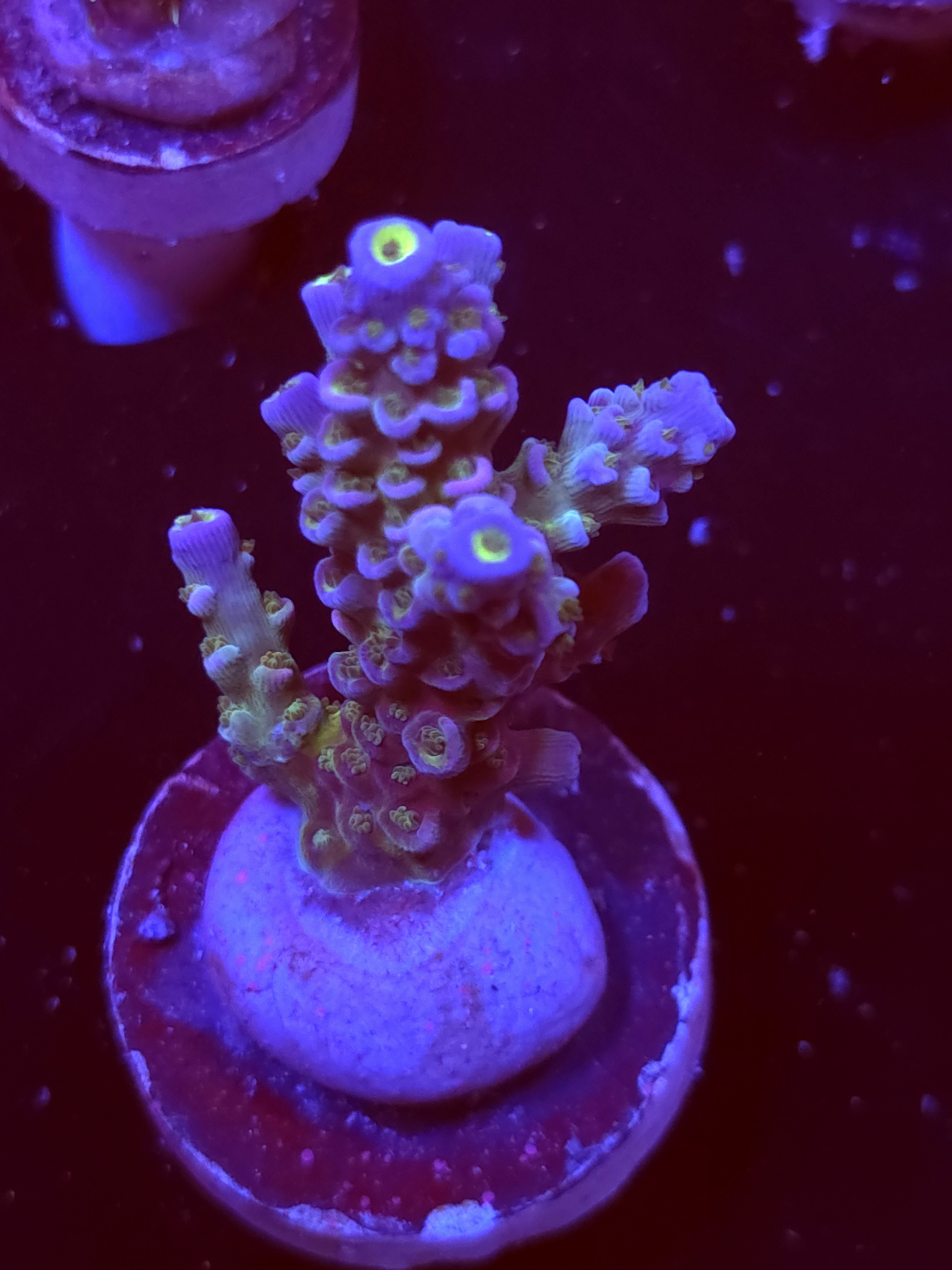 SBB "Sugar Spectrum" Acro Medium Multibranch Colony