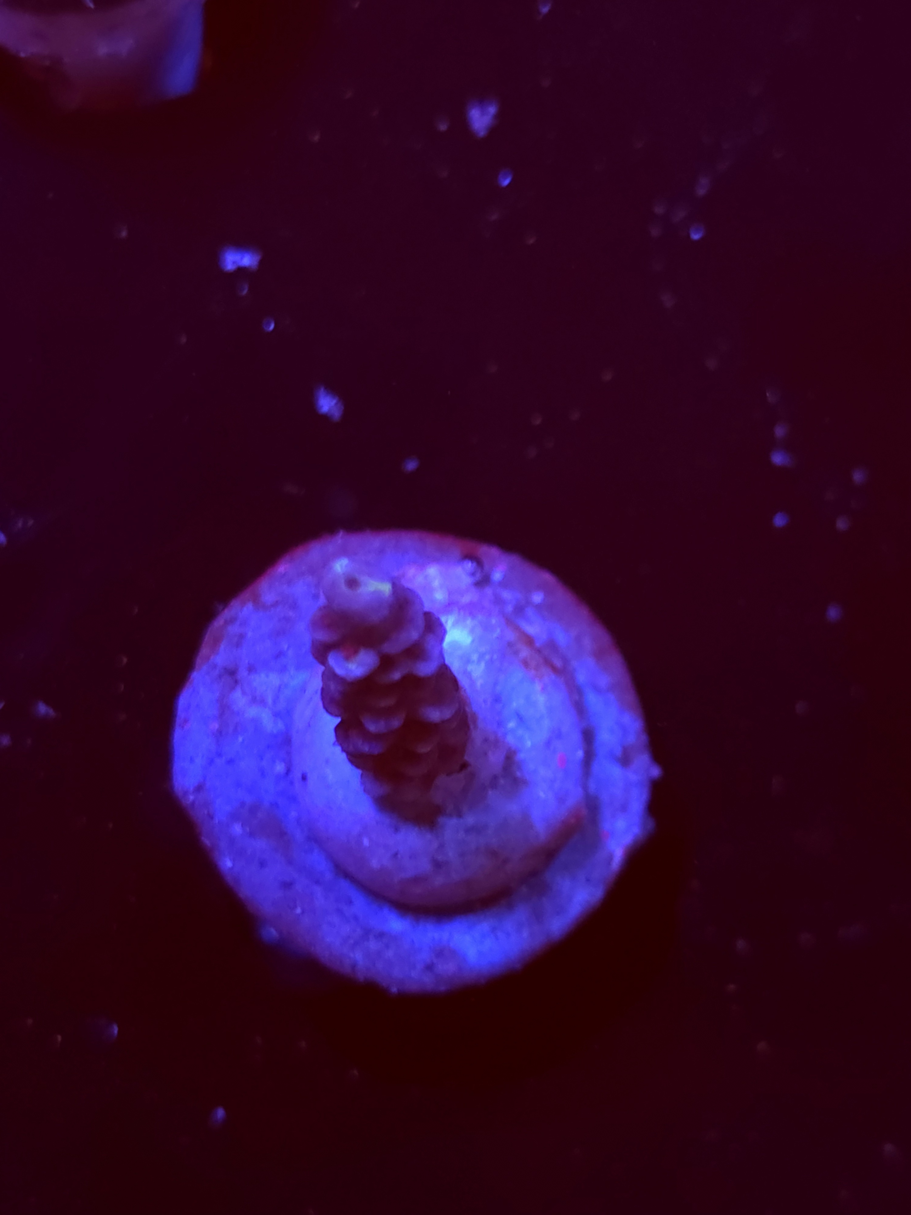 SBB "Sugar Glimmer" Acro Small Branch