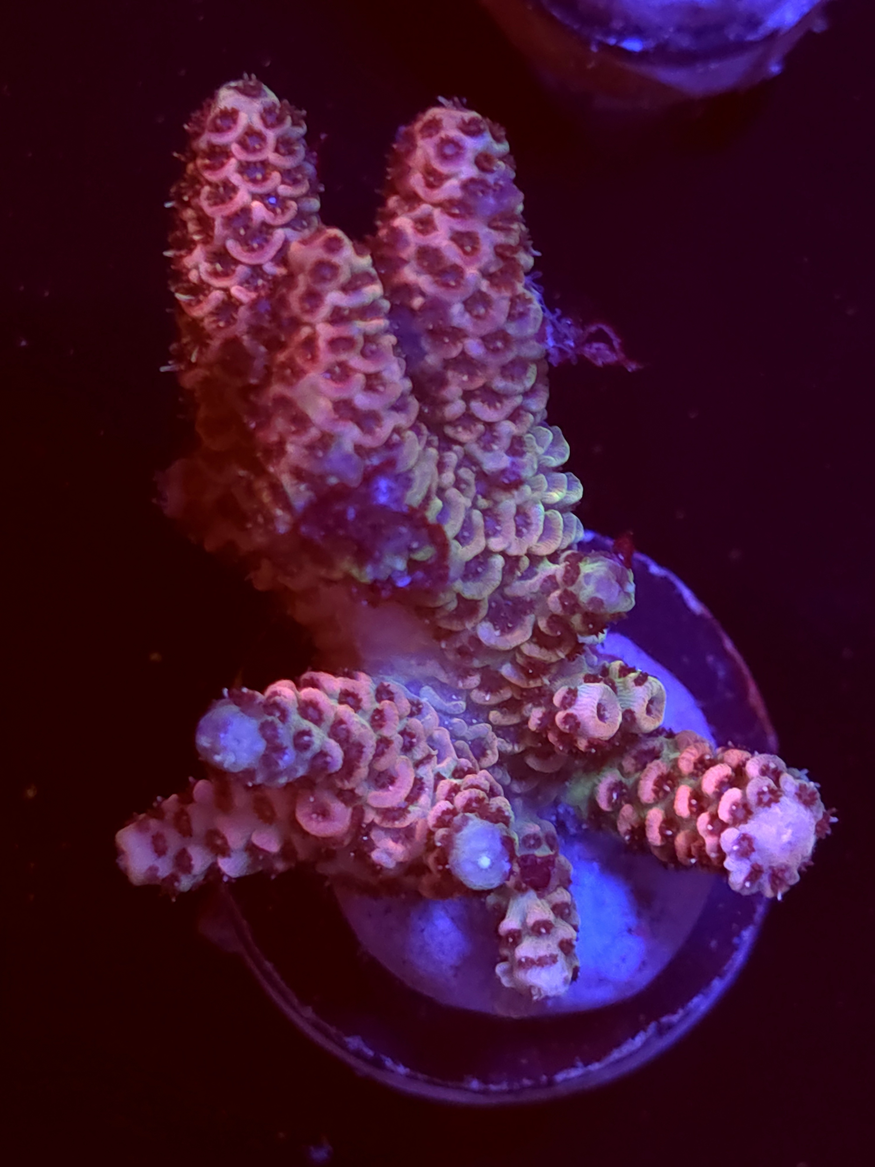 SBB "Opal Toffy" Acro Large Multibranch Colony