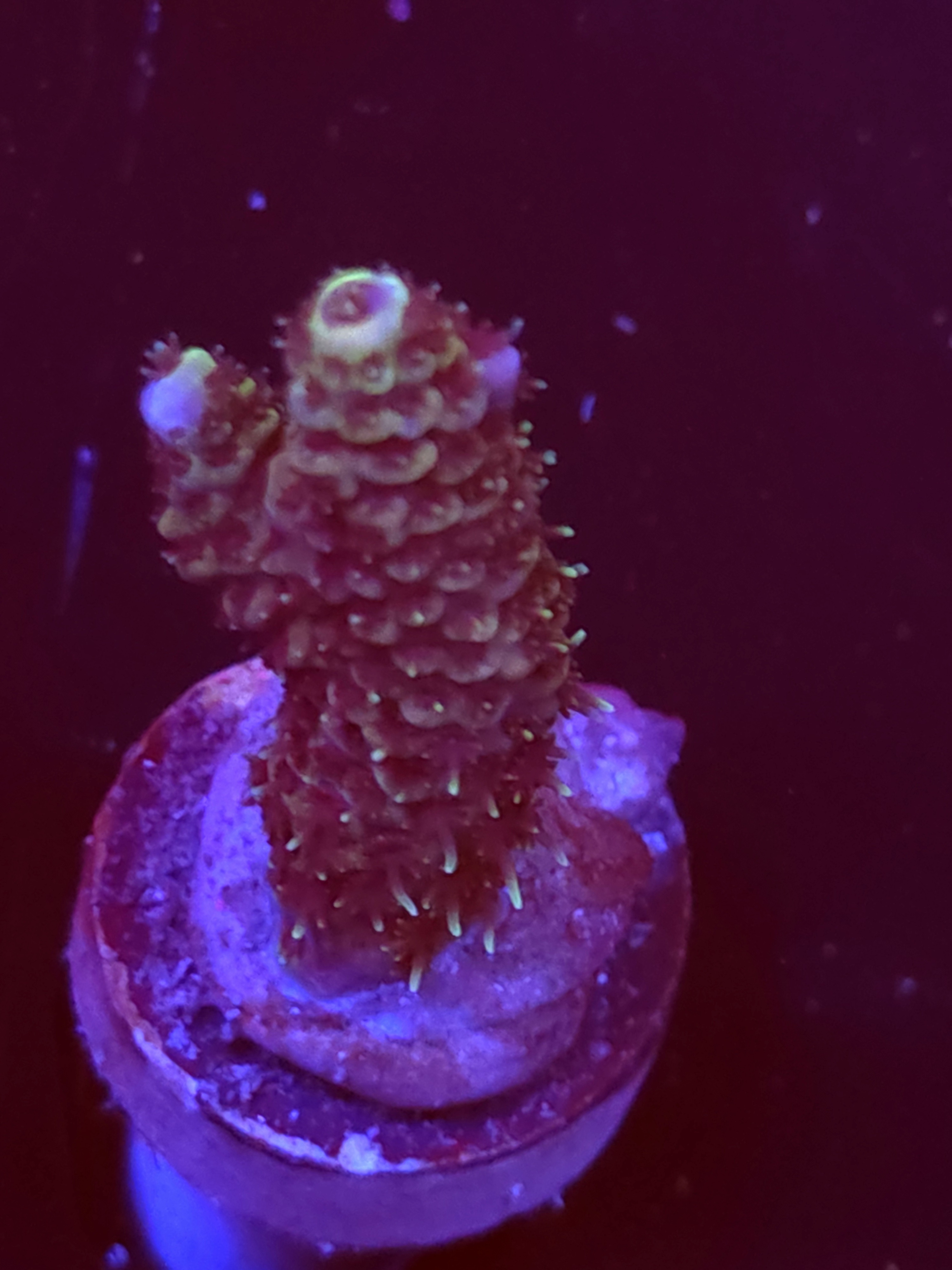 SBB "Cotton Comet" Acro Small Branch