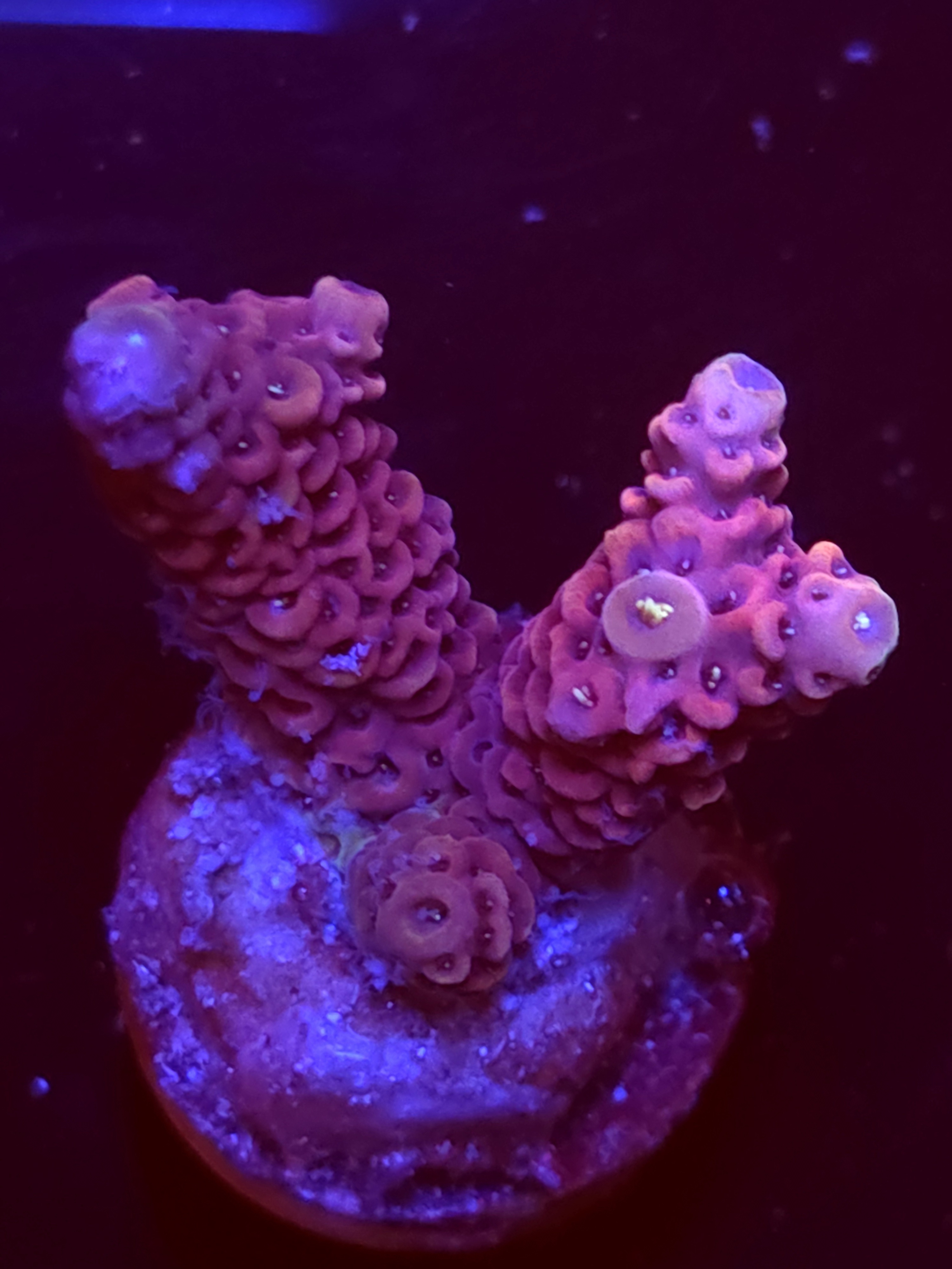 SBB "Bubble Prism" Acro Small 2 Branch