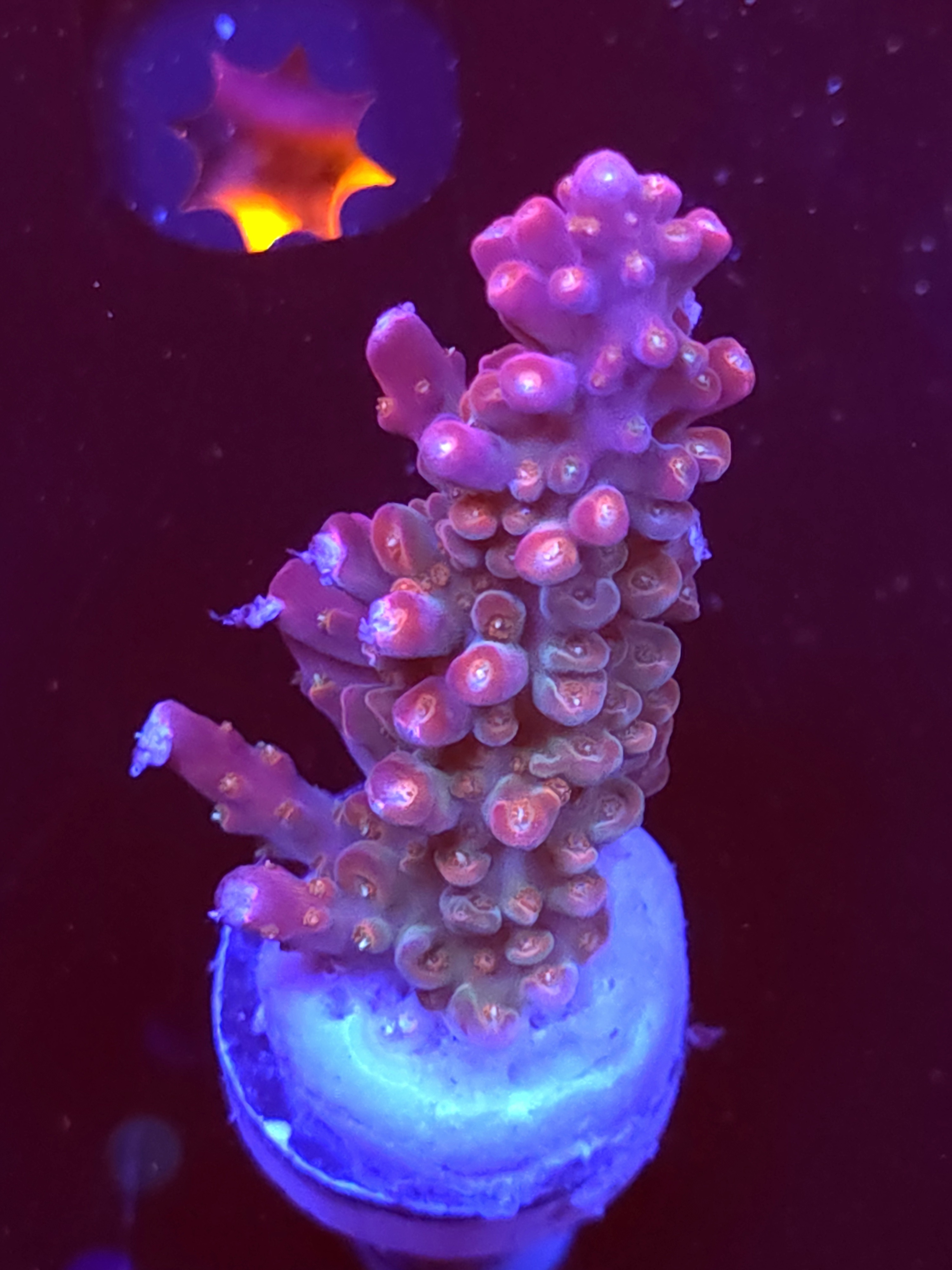 SBB "Mystery Signature" Acro Large Multibranch