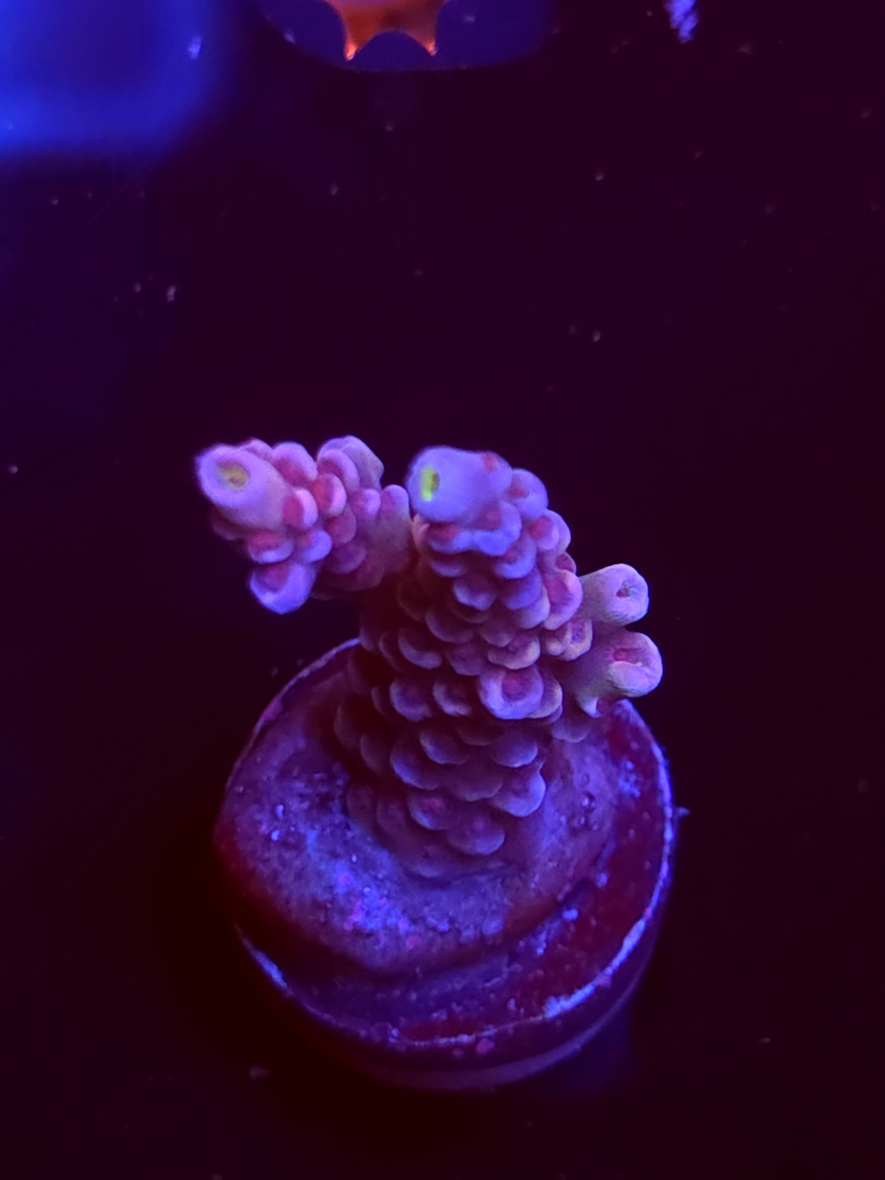 SBB "Candy Dust" Acro Medium Branch