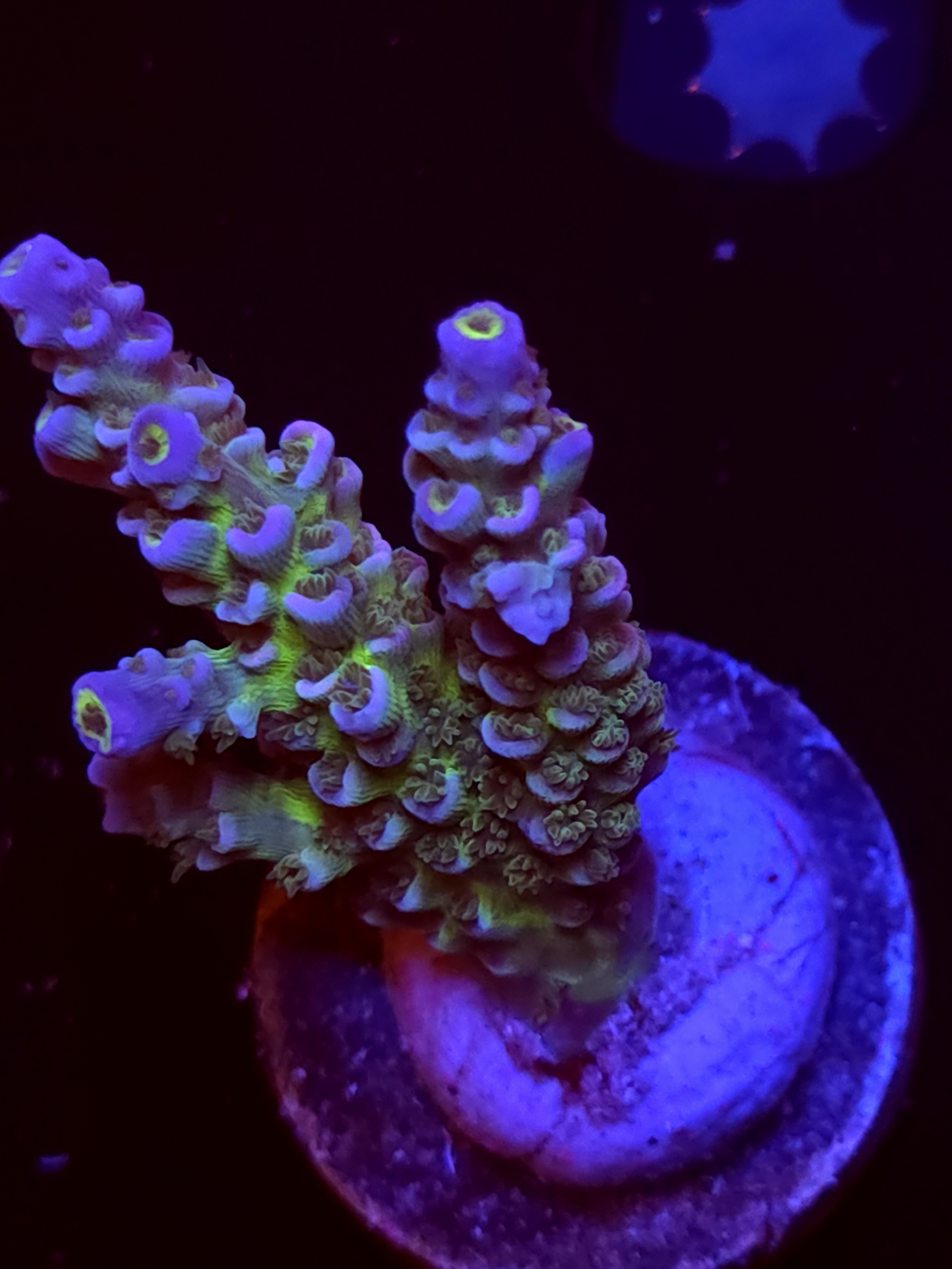 SBB "Sugar Spectrum" Acro Large MultibranchColony