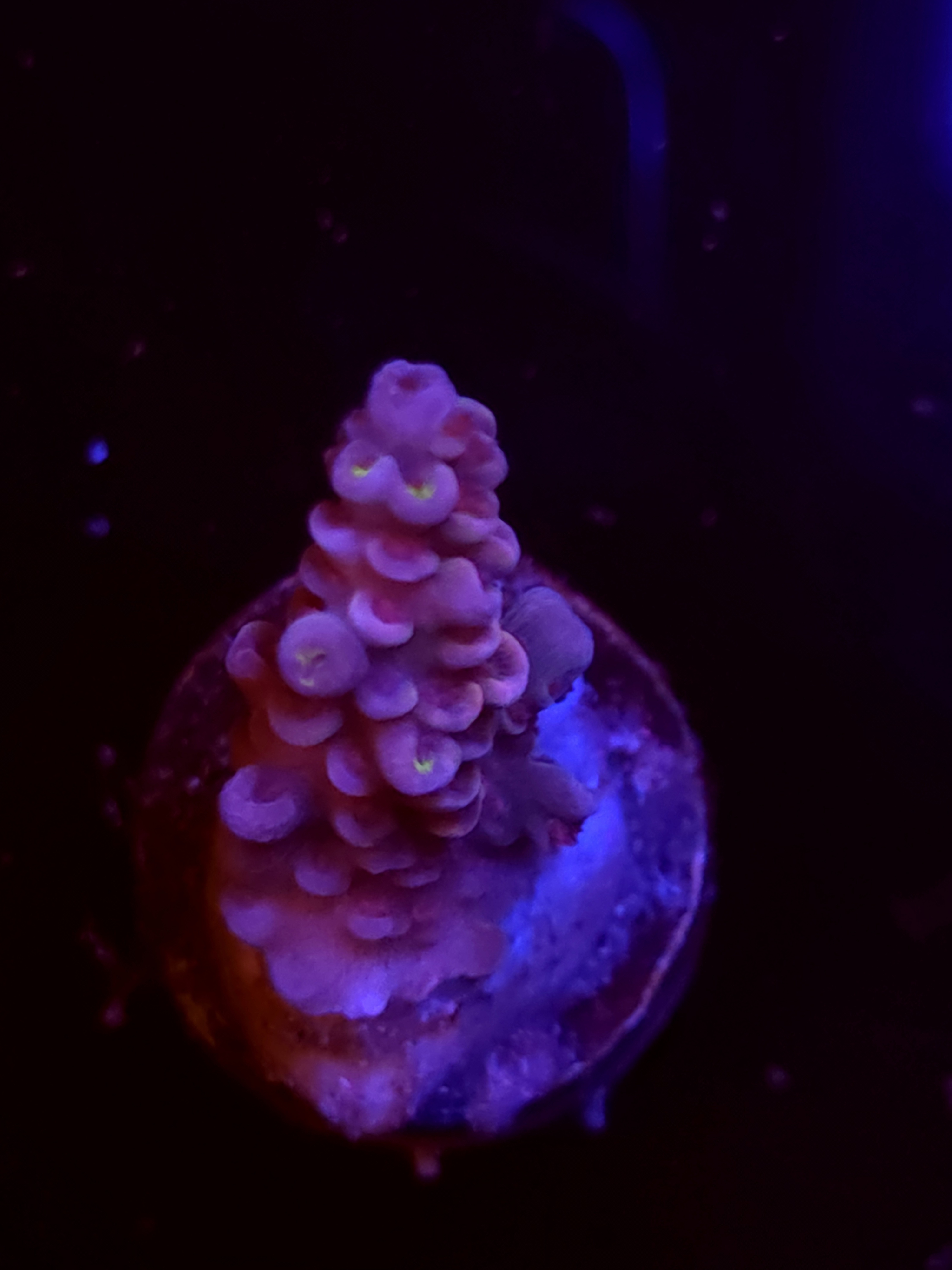 SBB "Mystery Signature" Acro Medium Branch