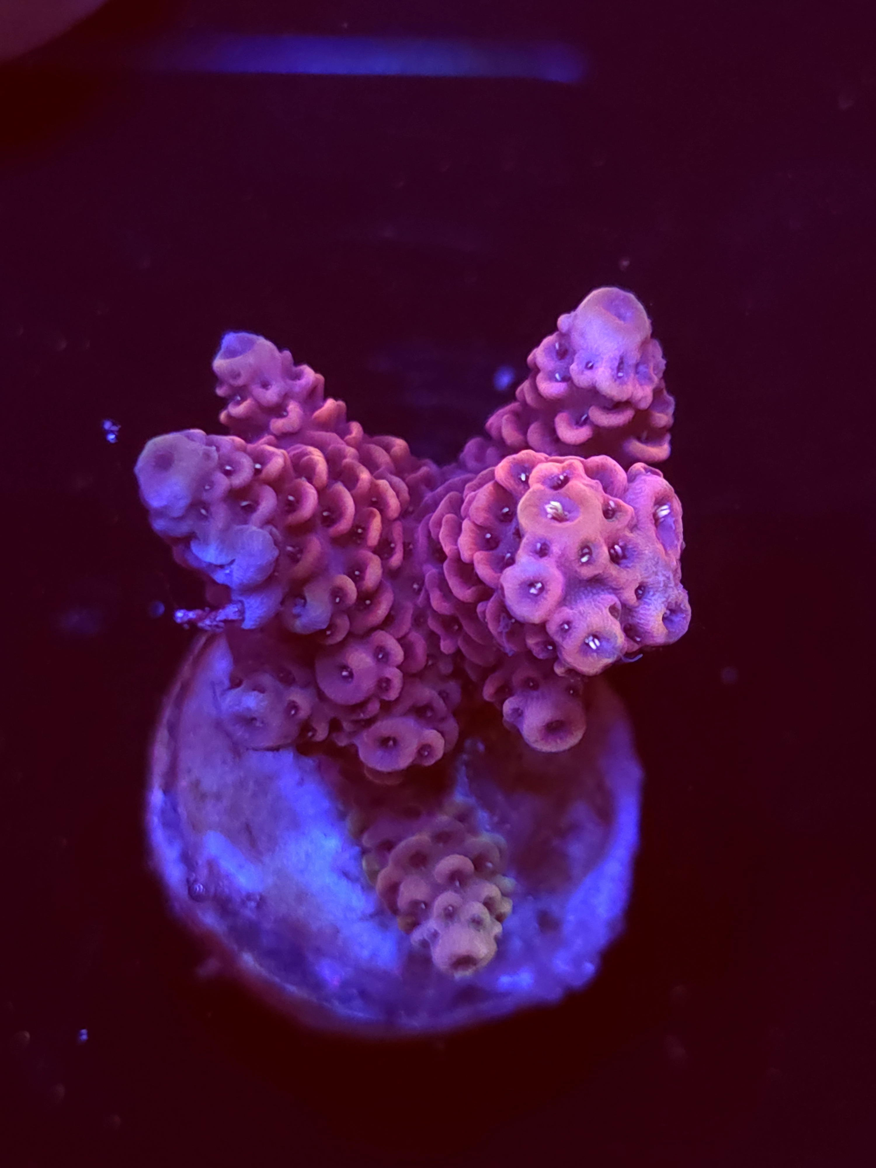 SBB "Bubble Prism" Acro Medium Chunky