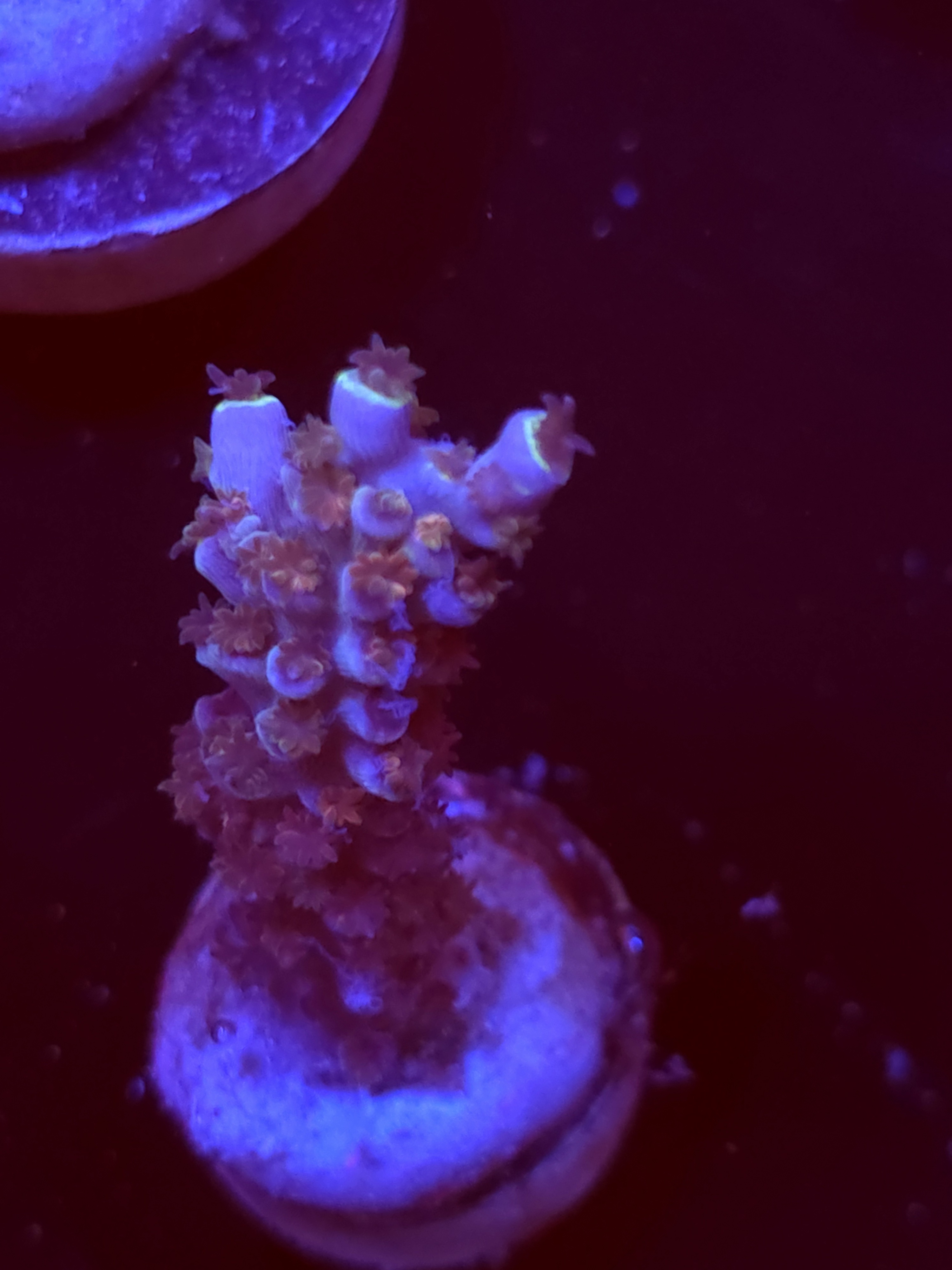 SBB "Candy Aurora" Acro Large Branch