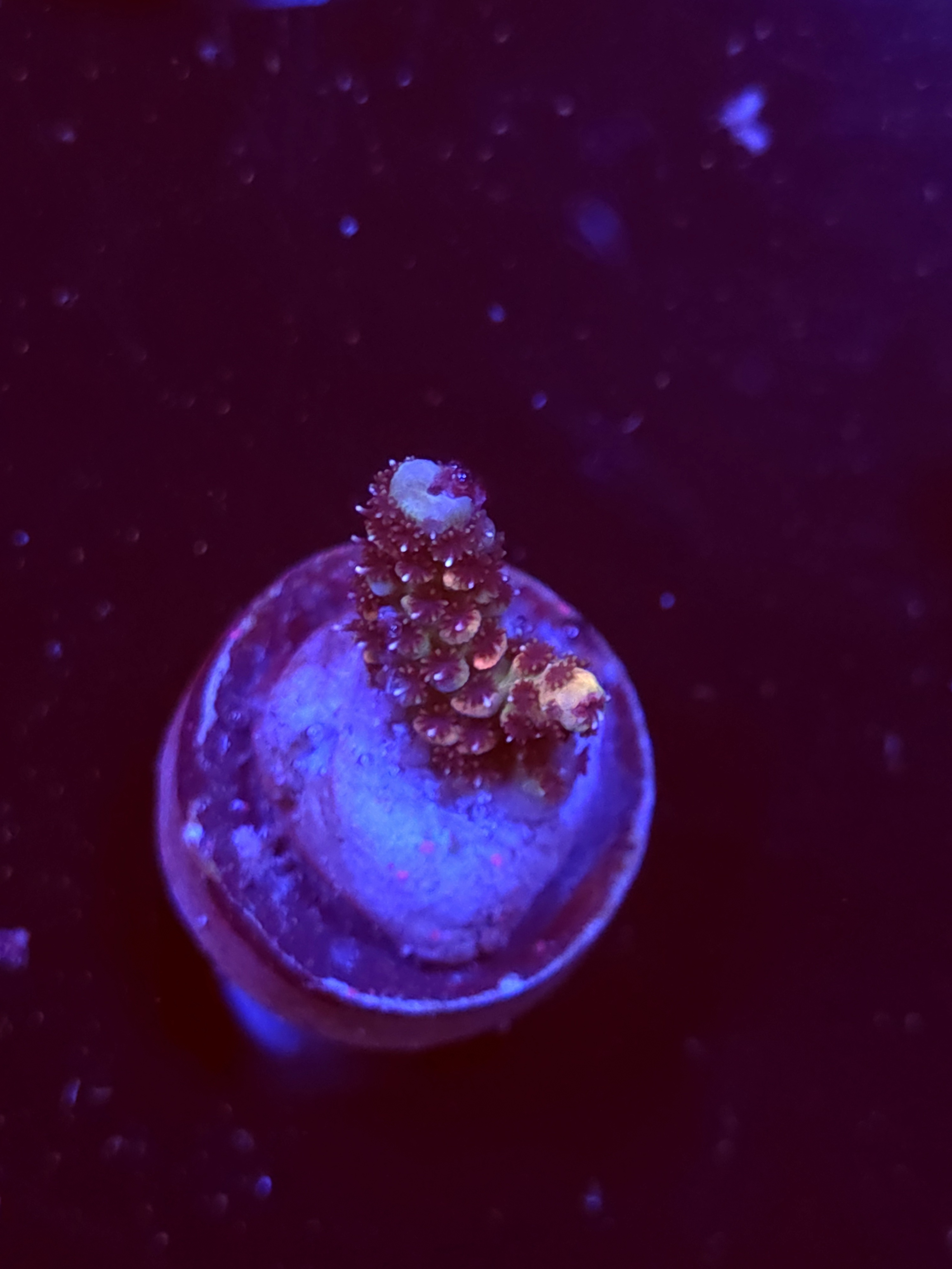 SBB "Opal Toffy" Acro Small Branch