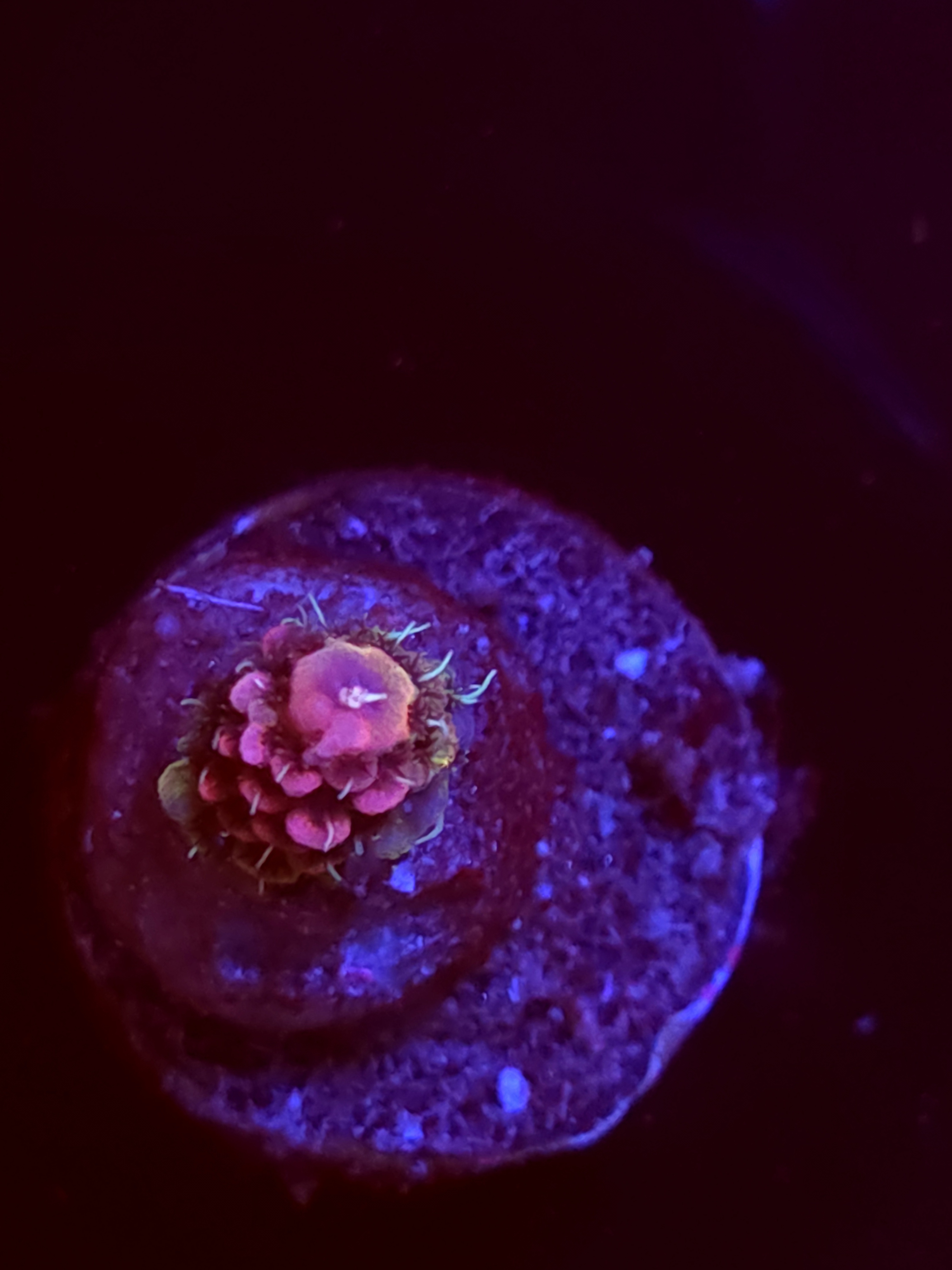 SBB "No Name" Acro Booger