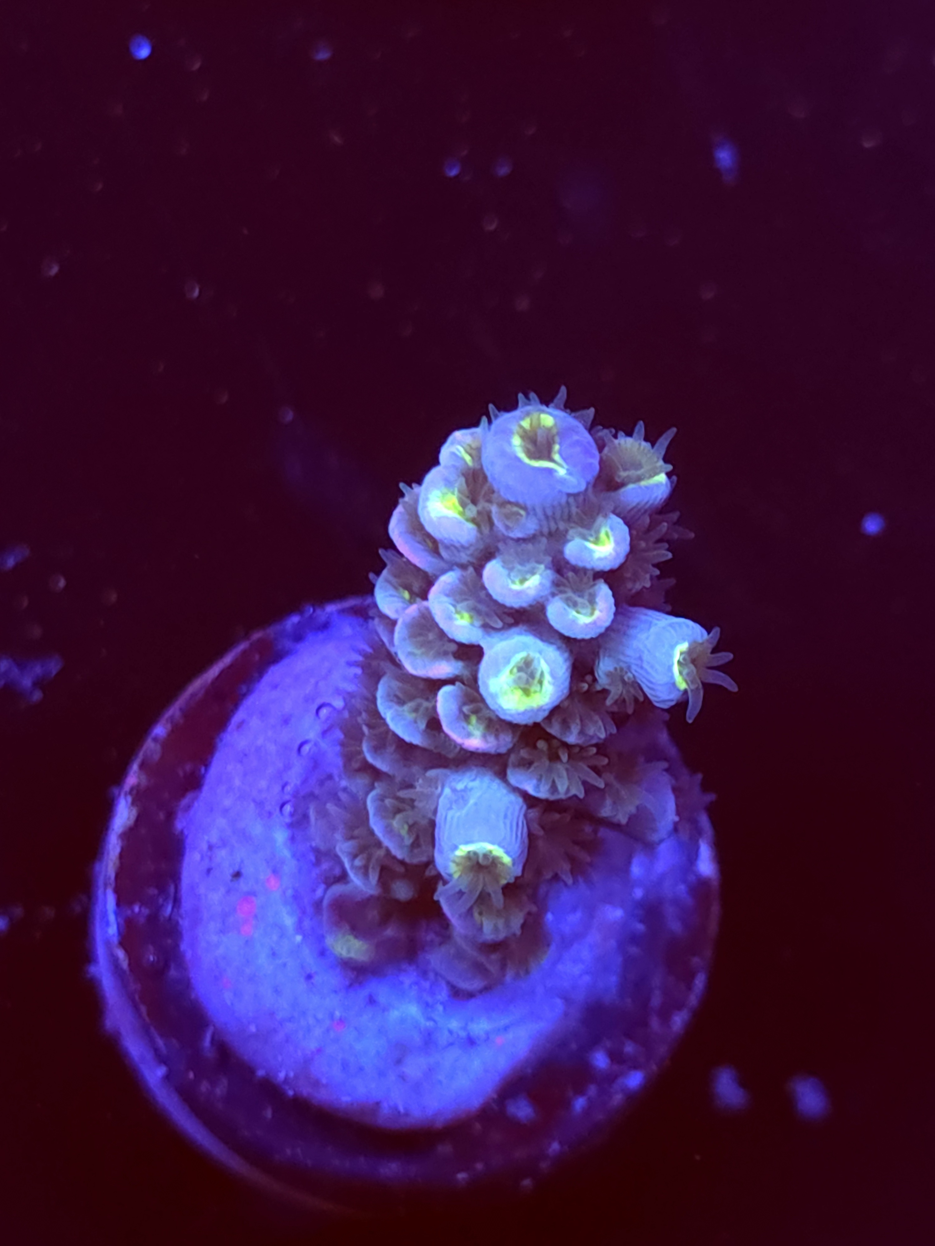 SBB "Mystery Signature" Acro Small Branch