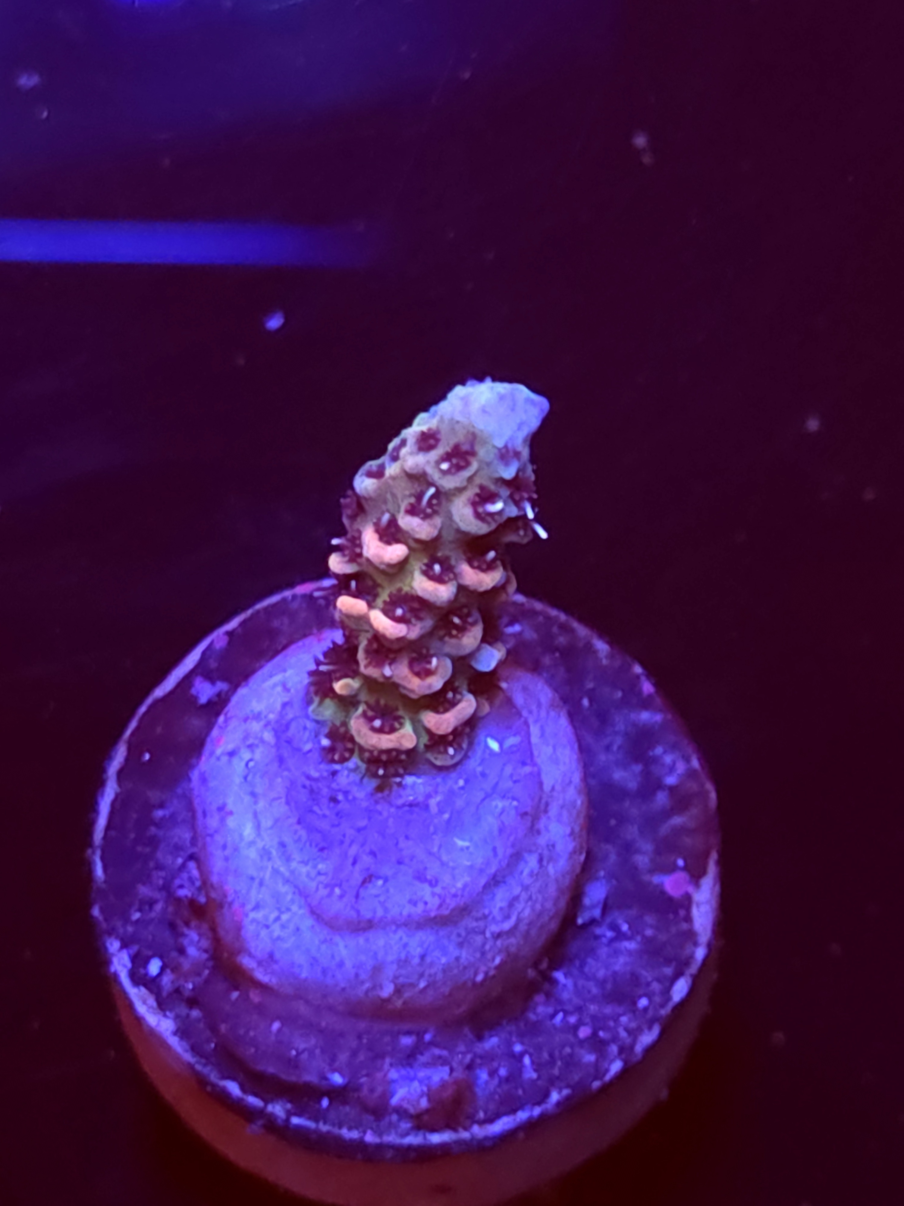 SBB "Opal Toffy" Acro Tiny