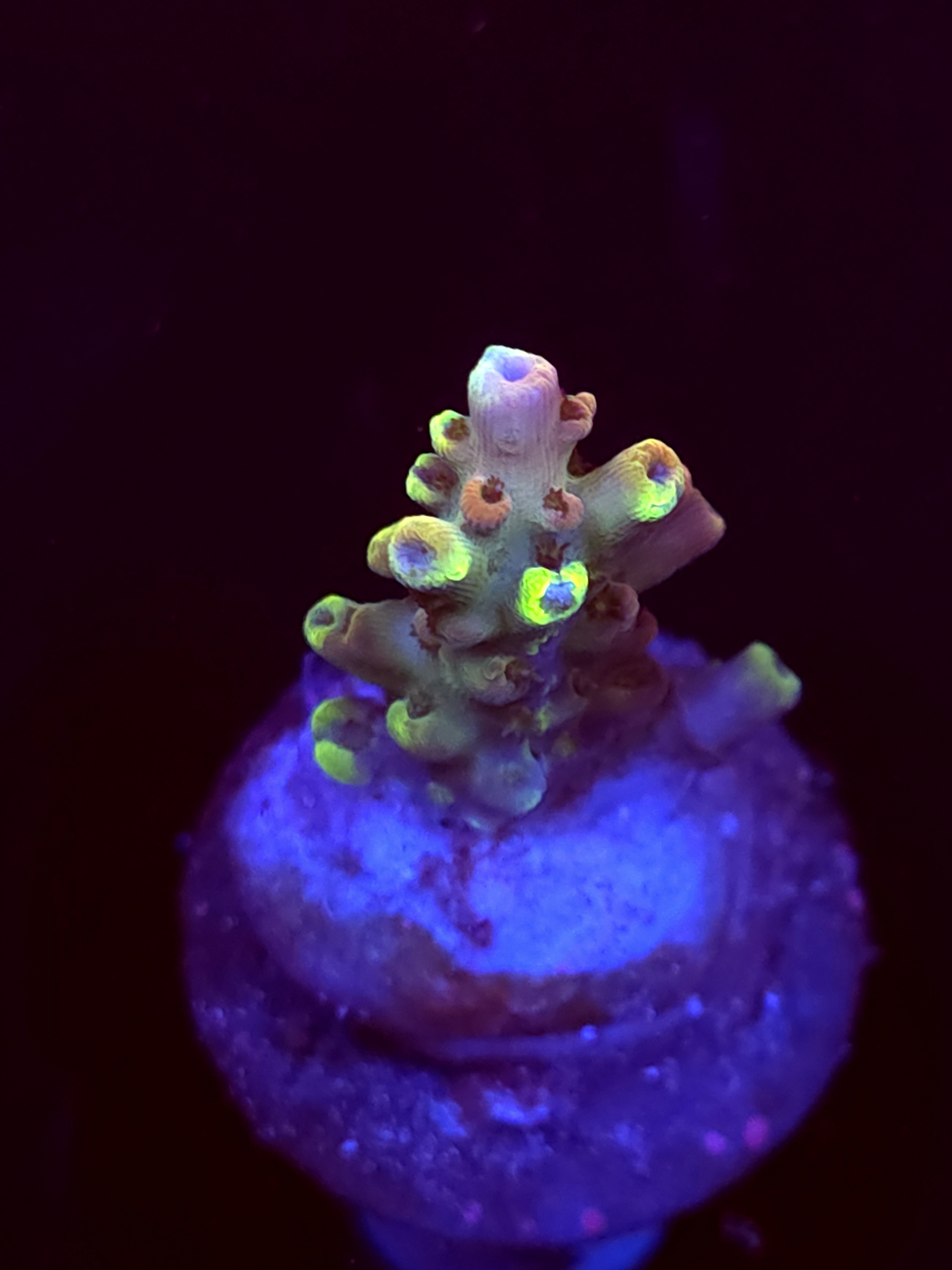 SBB "Ripple Rainbow" Acro Small Branch