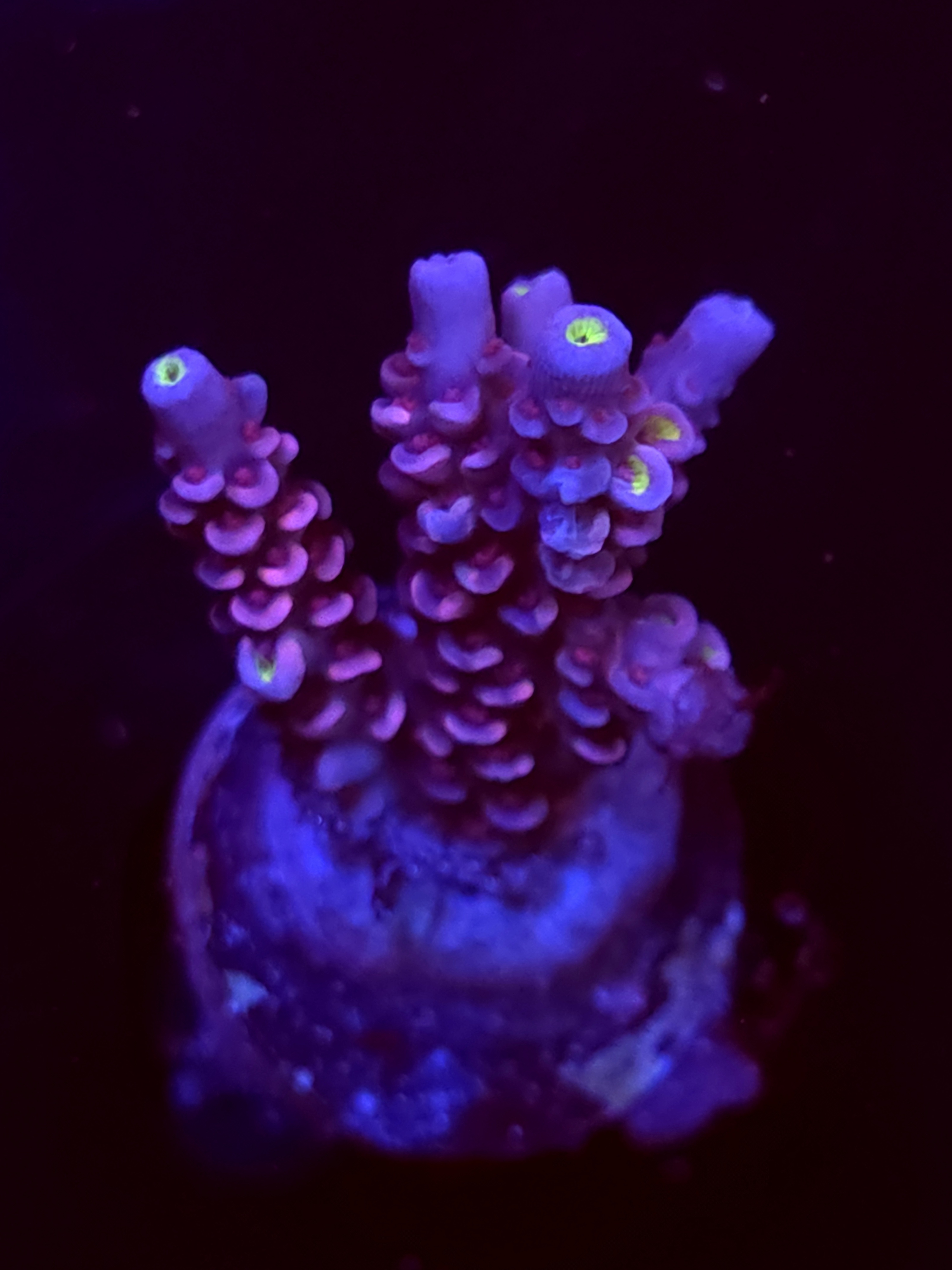 SBB "Sugar Glimmer" Acro Medium 2 Branch