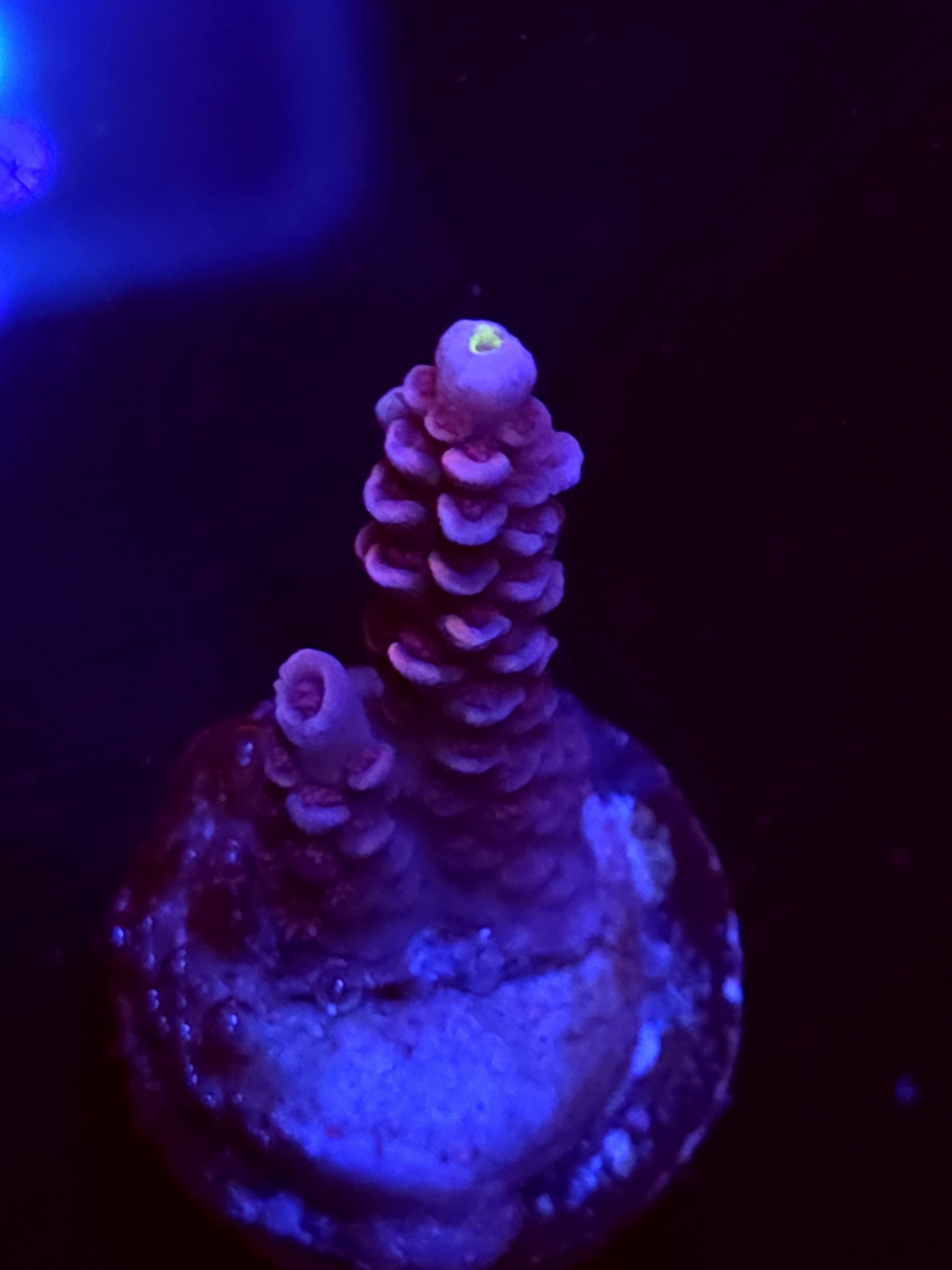 SBB "Mystery Signature" Acro Small Branch