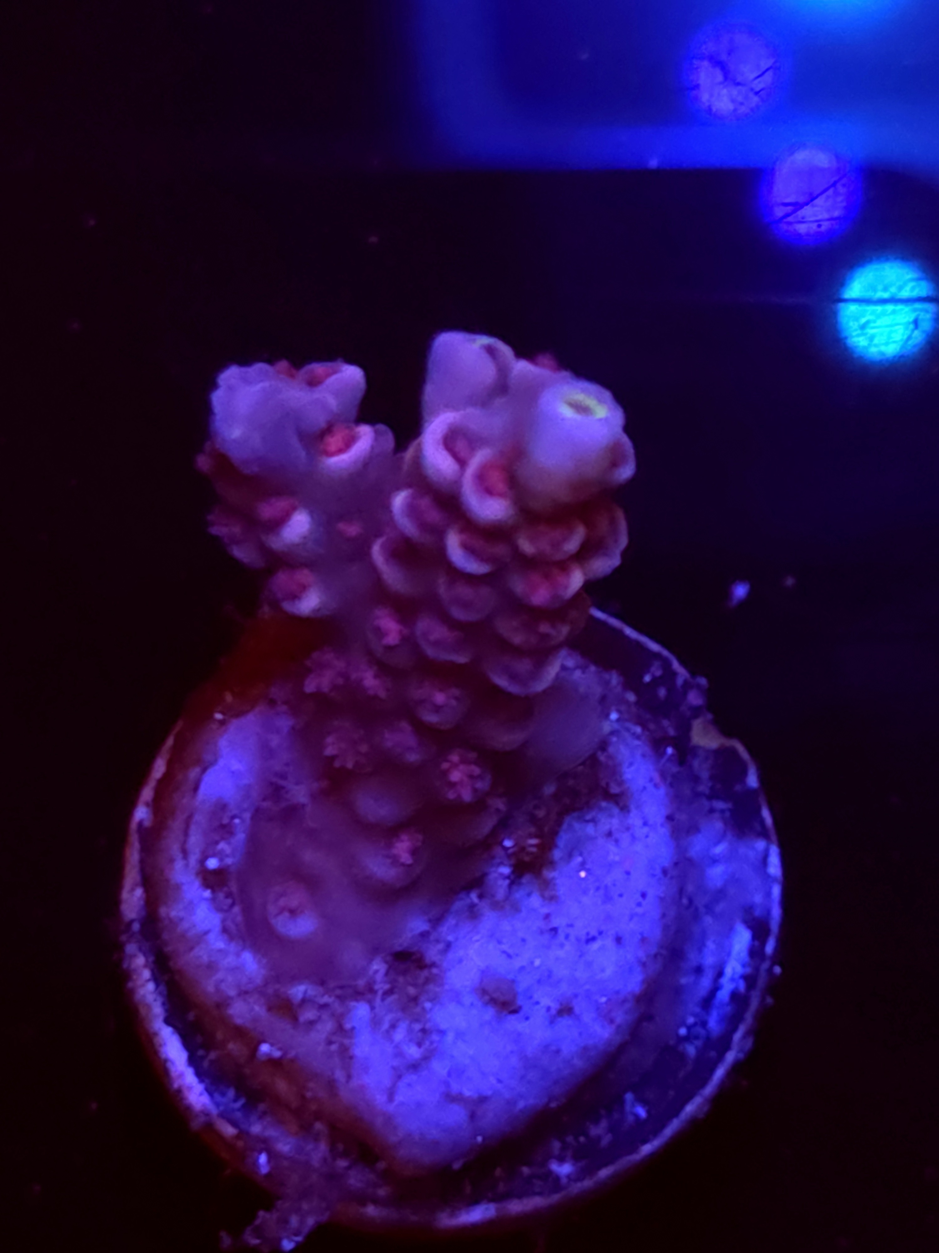 SBB "Candy Flux" Acro Small Branch