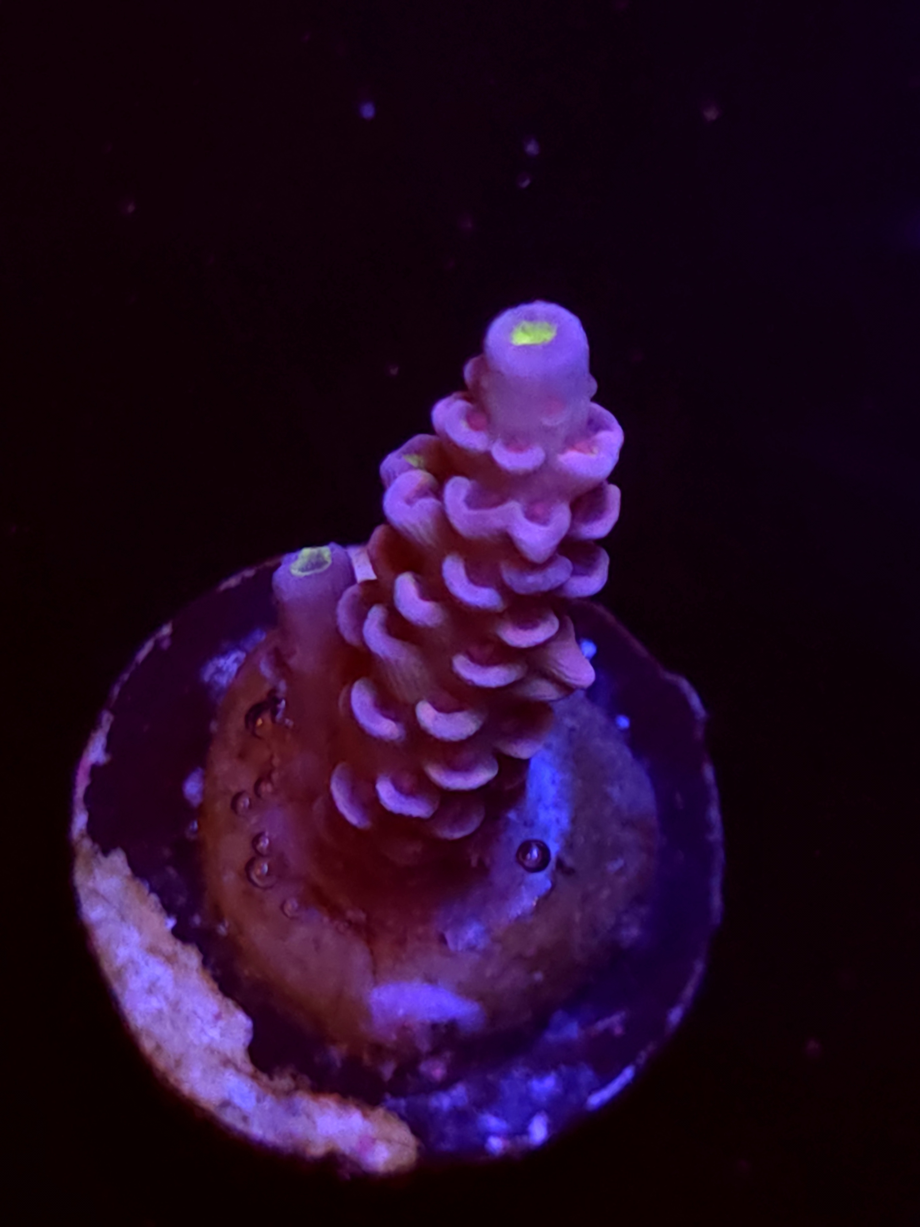 SBB "Sugar Glimmer" Acro Medium Branch