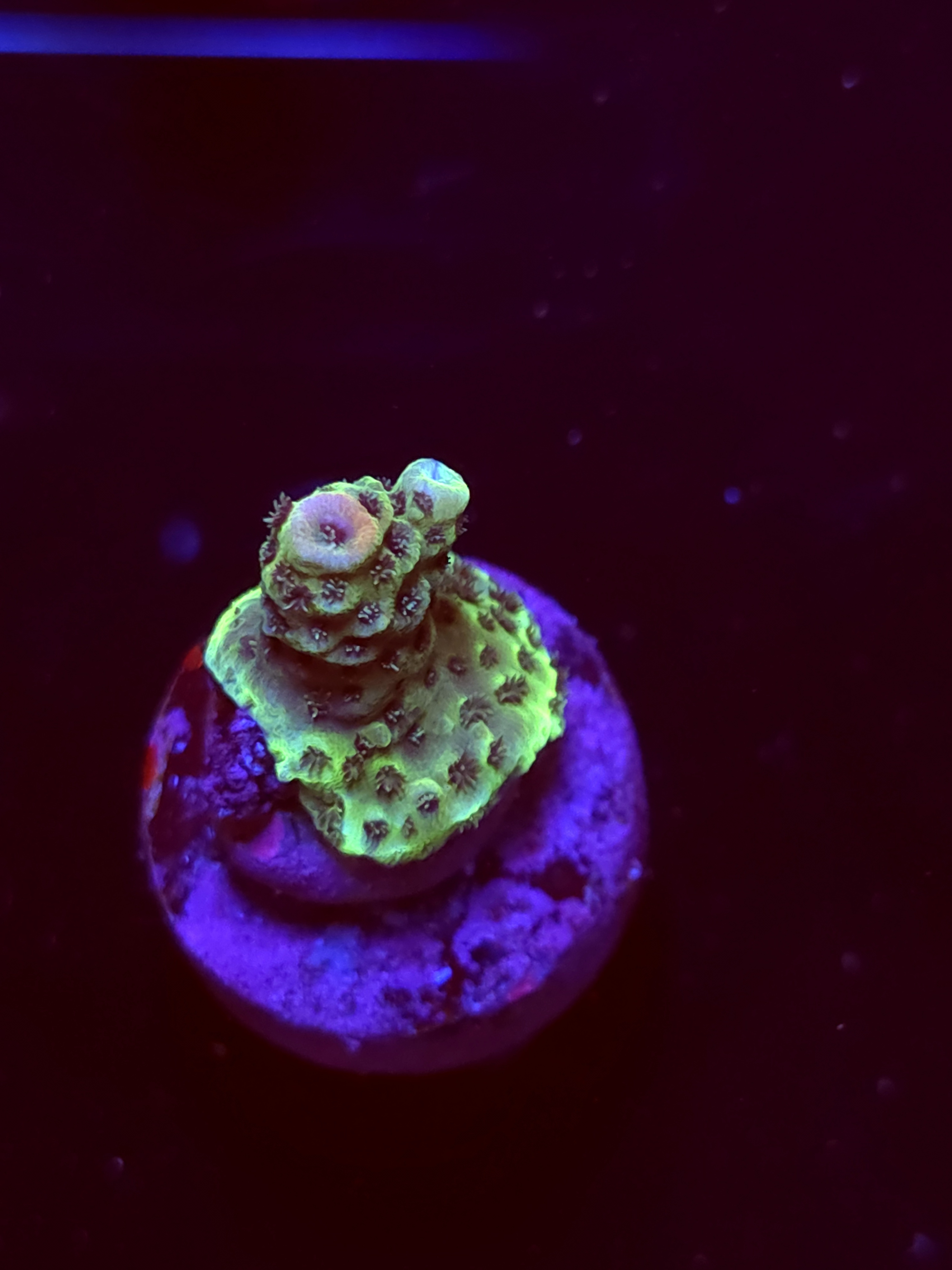 SBB "Dream Comet" Acro Small Crusted