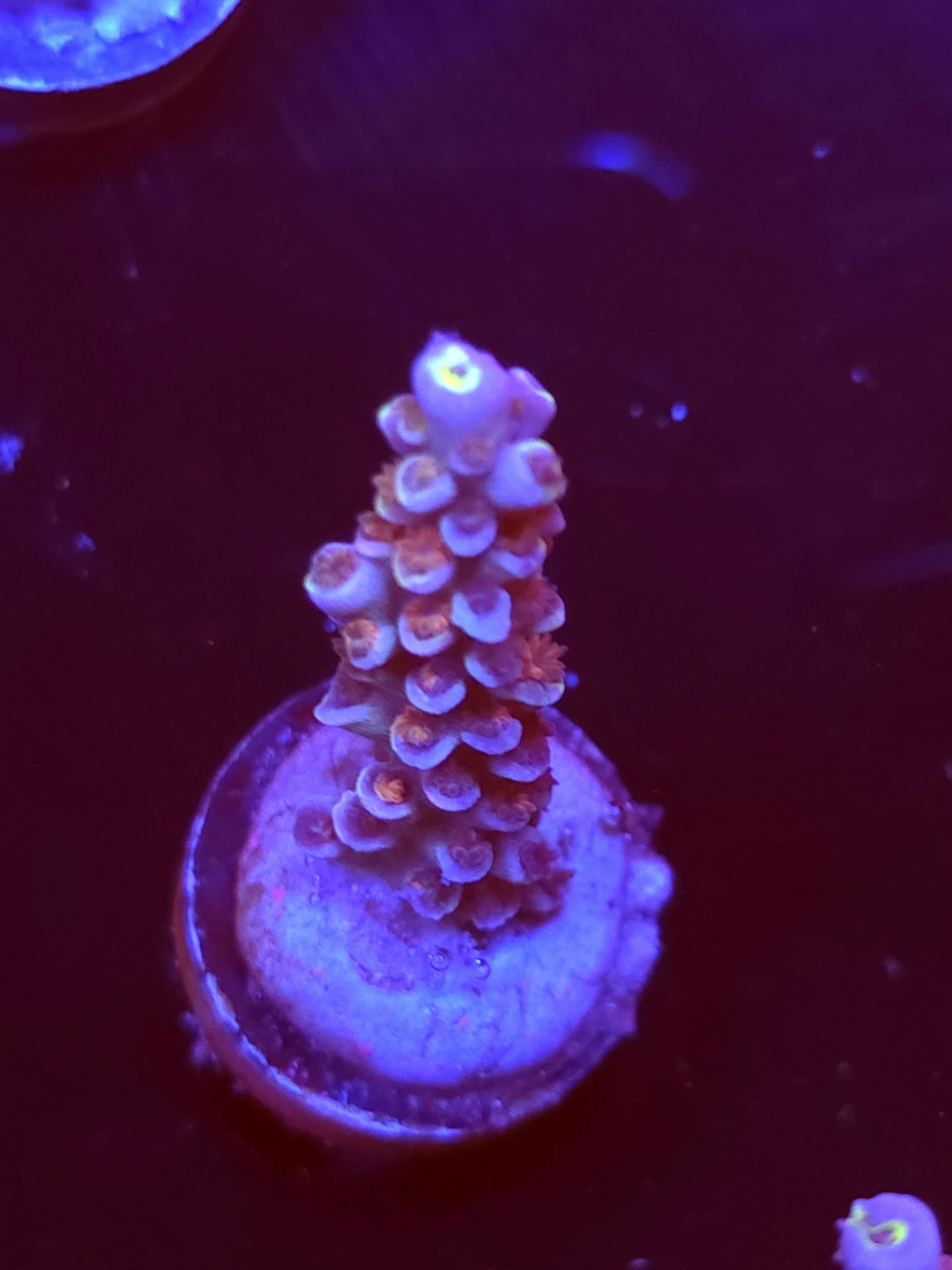 SBB "Candy Aurora" Acro Medium Branch