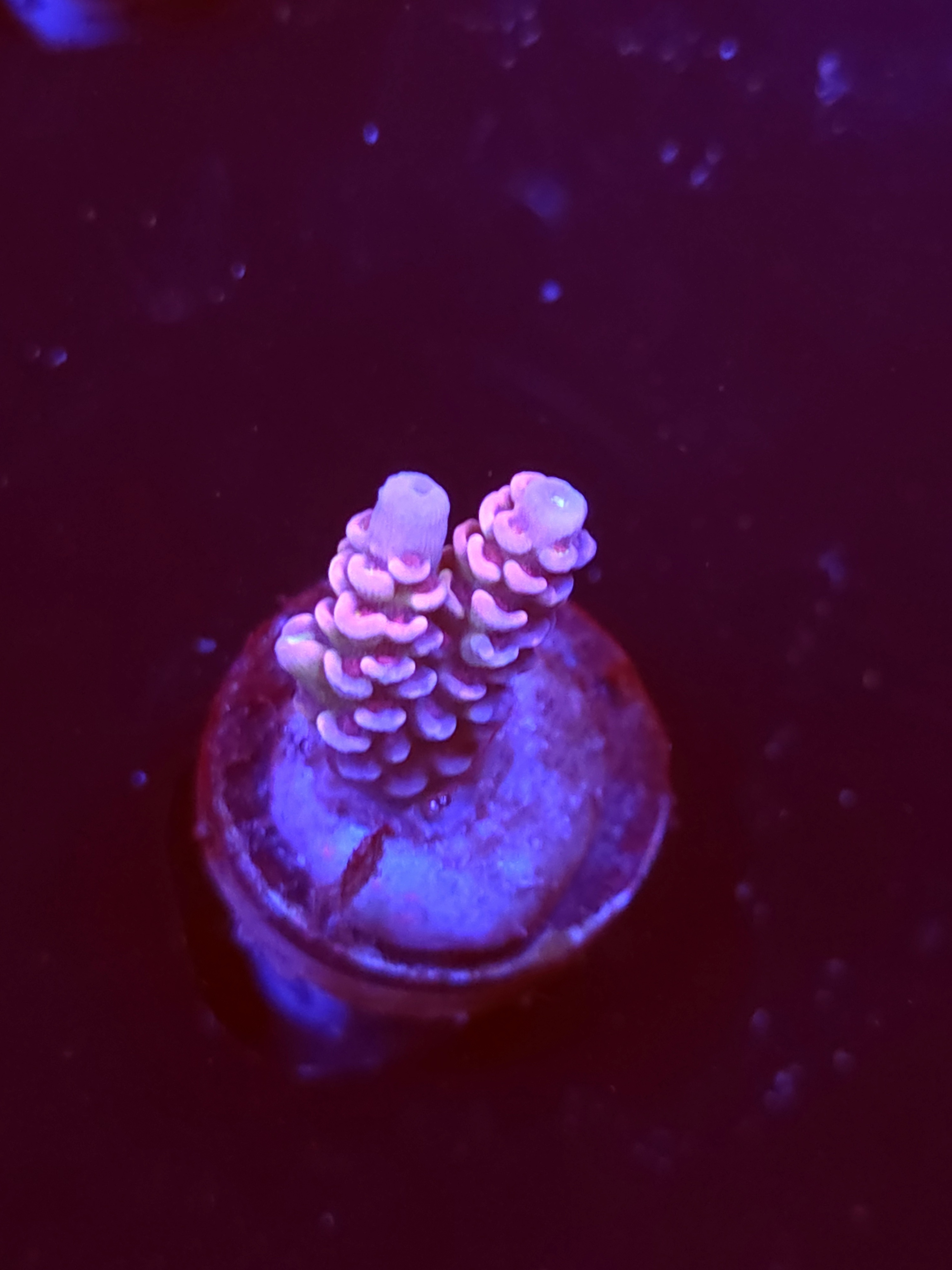 SBB "Candy Dust" Acro Small Branch