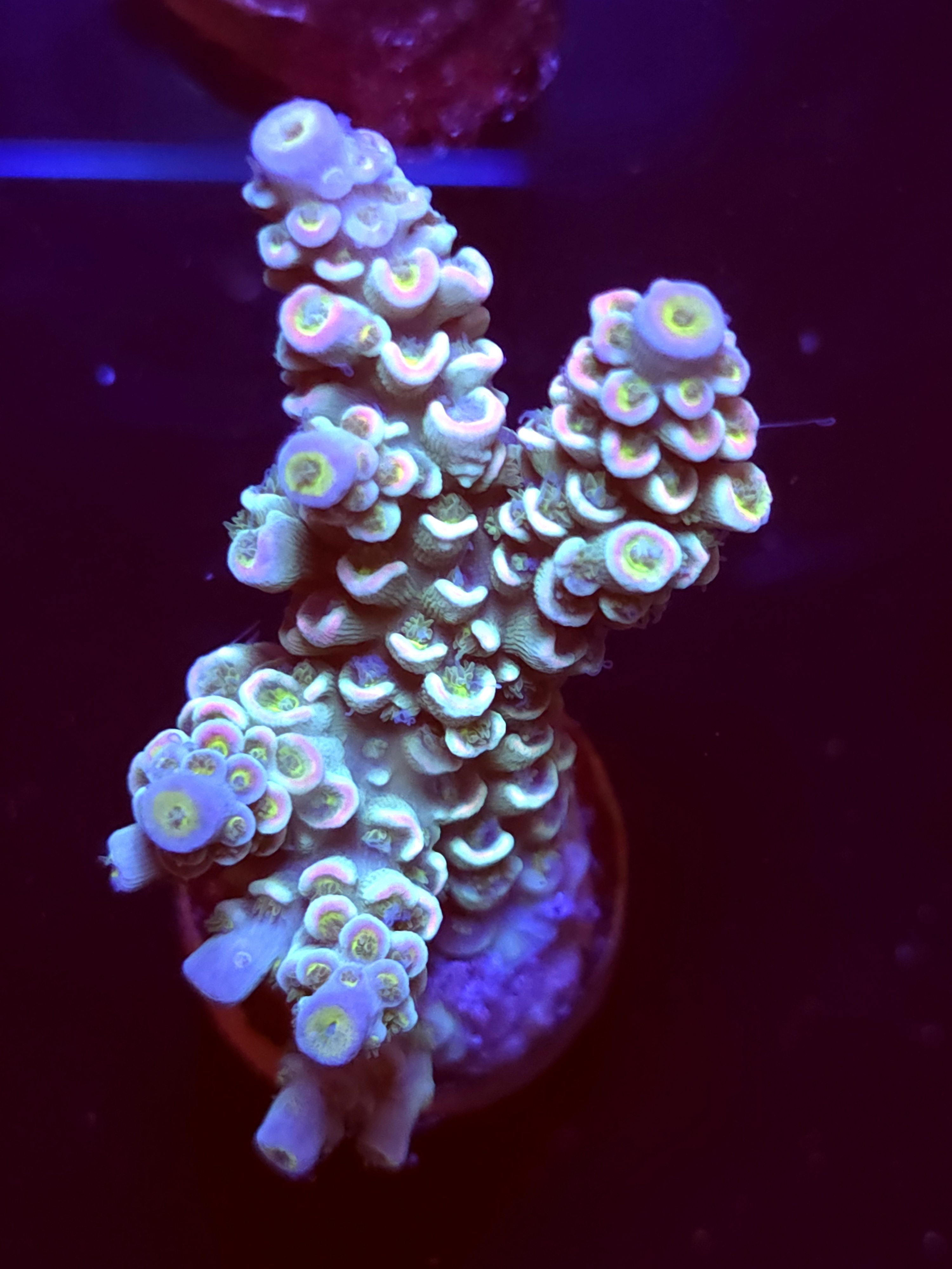 SBB "Pirsm Puffer" Acro Large Multibranch