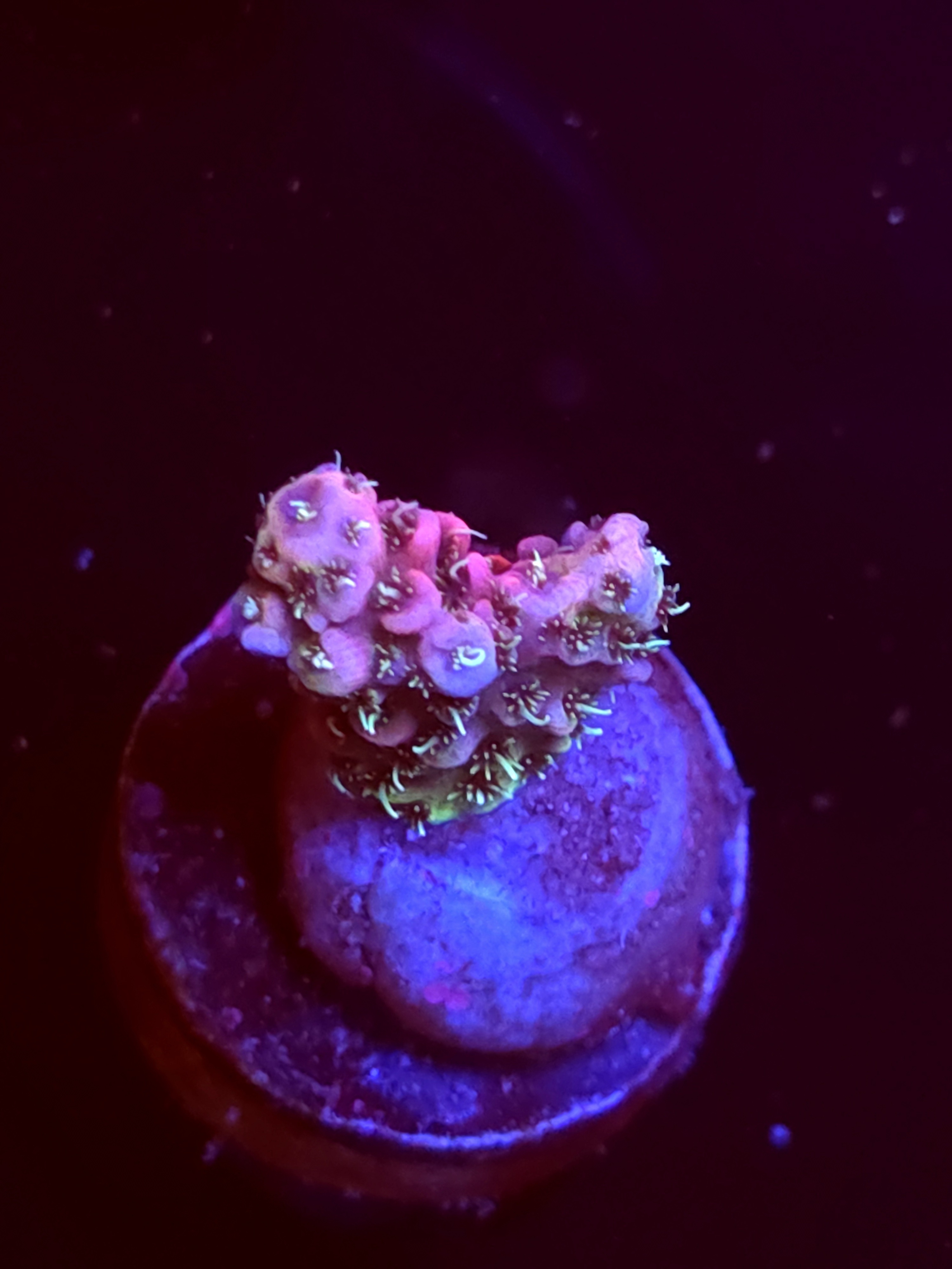 SBB "No Name" Acro Tiny Branch