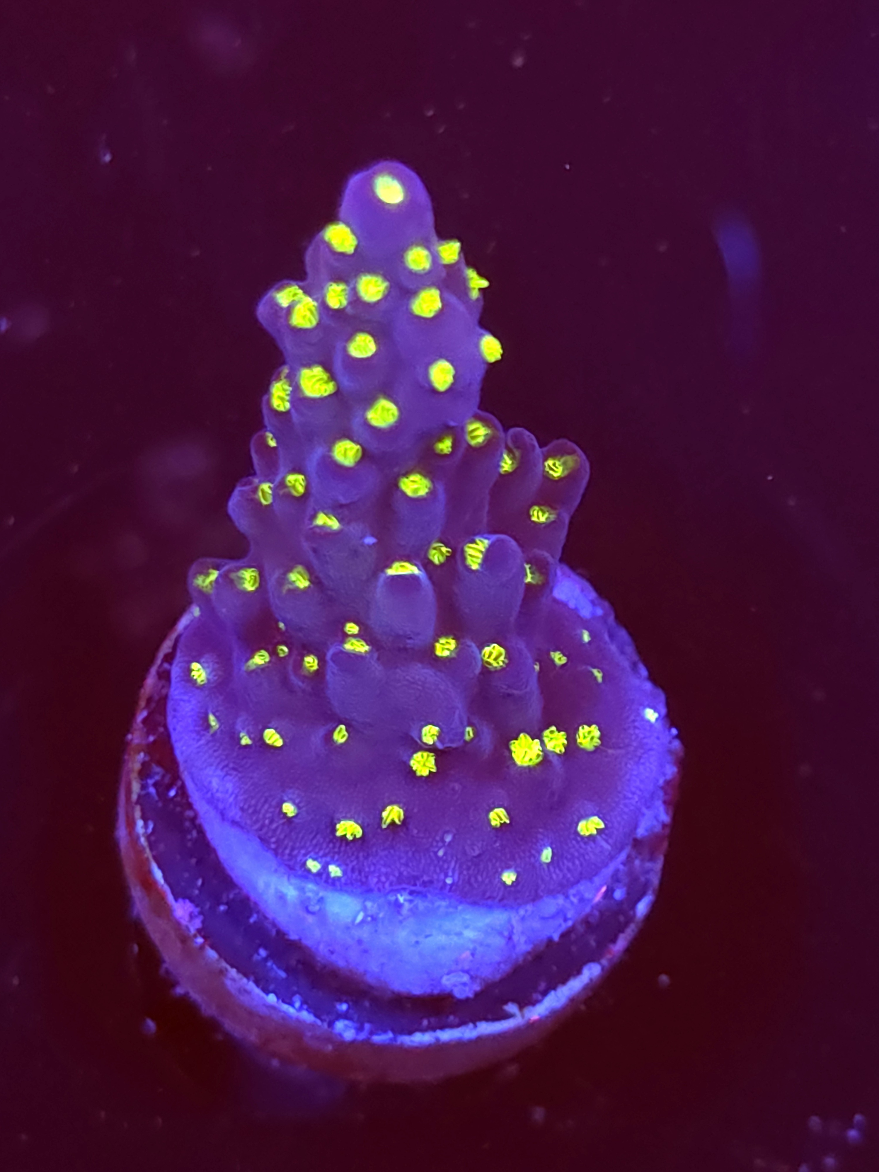 SBB "Light Saber" Acro Medium Branch