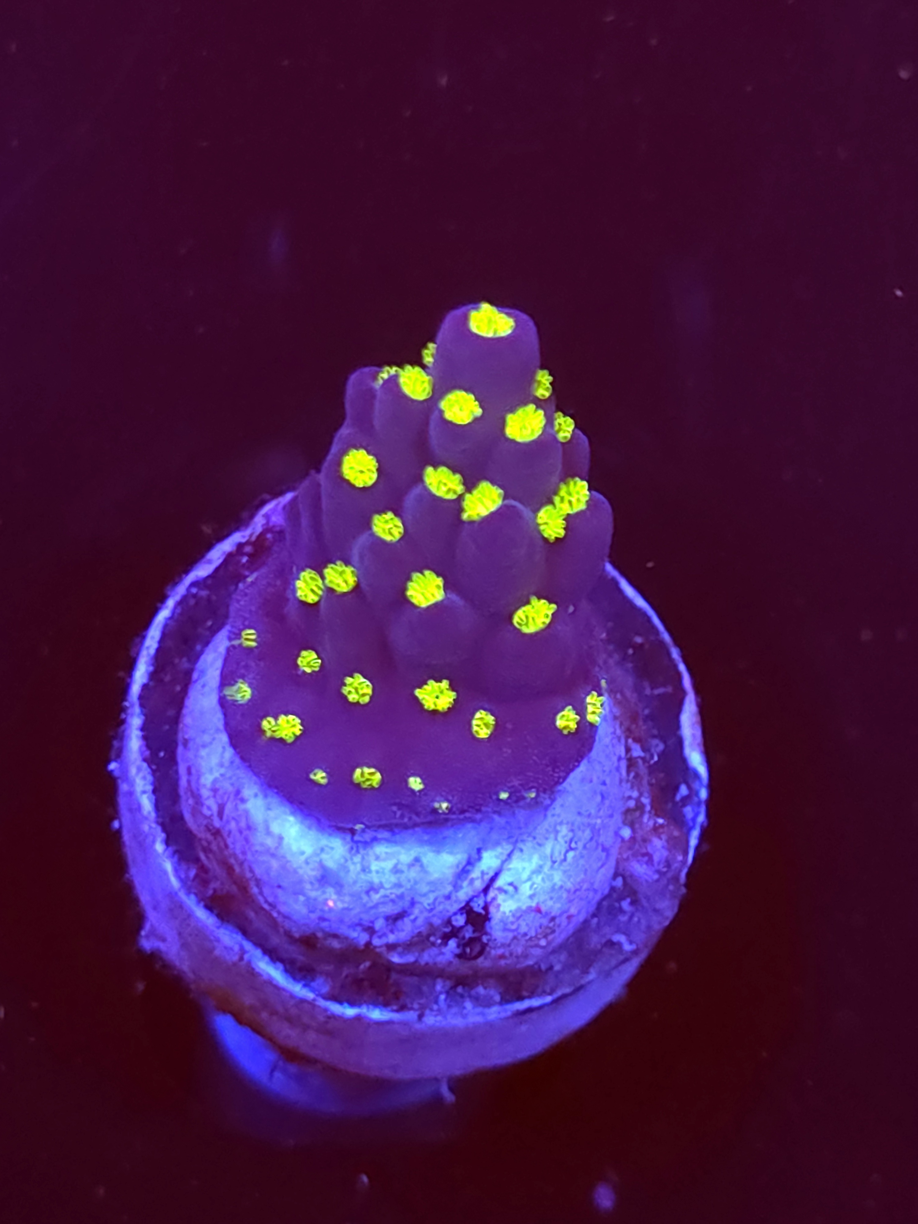 SBB "Light Saber" Acro Small Branch