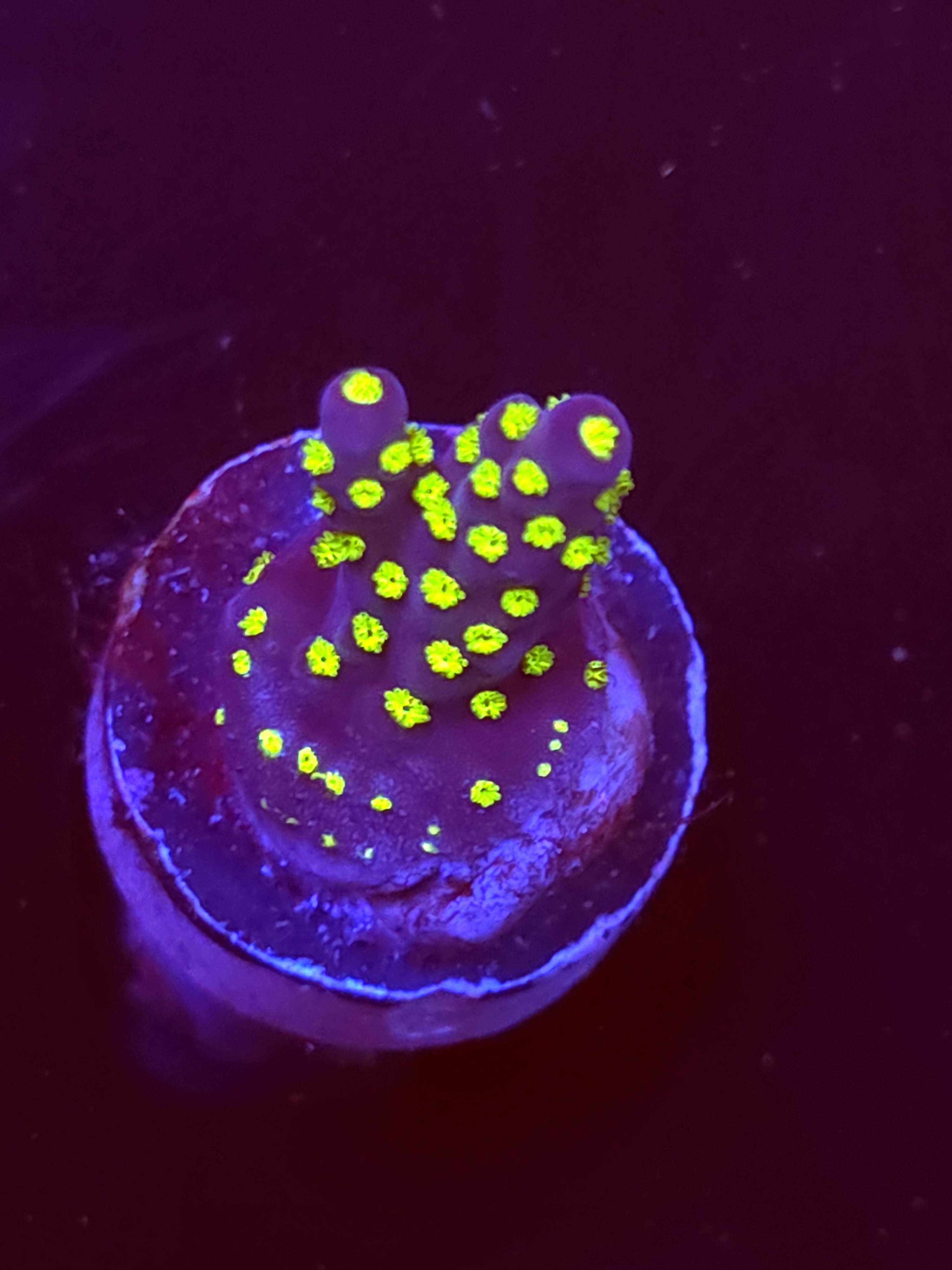 SBB "Mystery Signature" Acro Small Branch