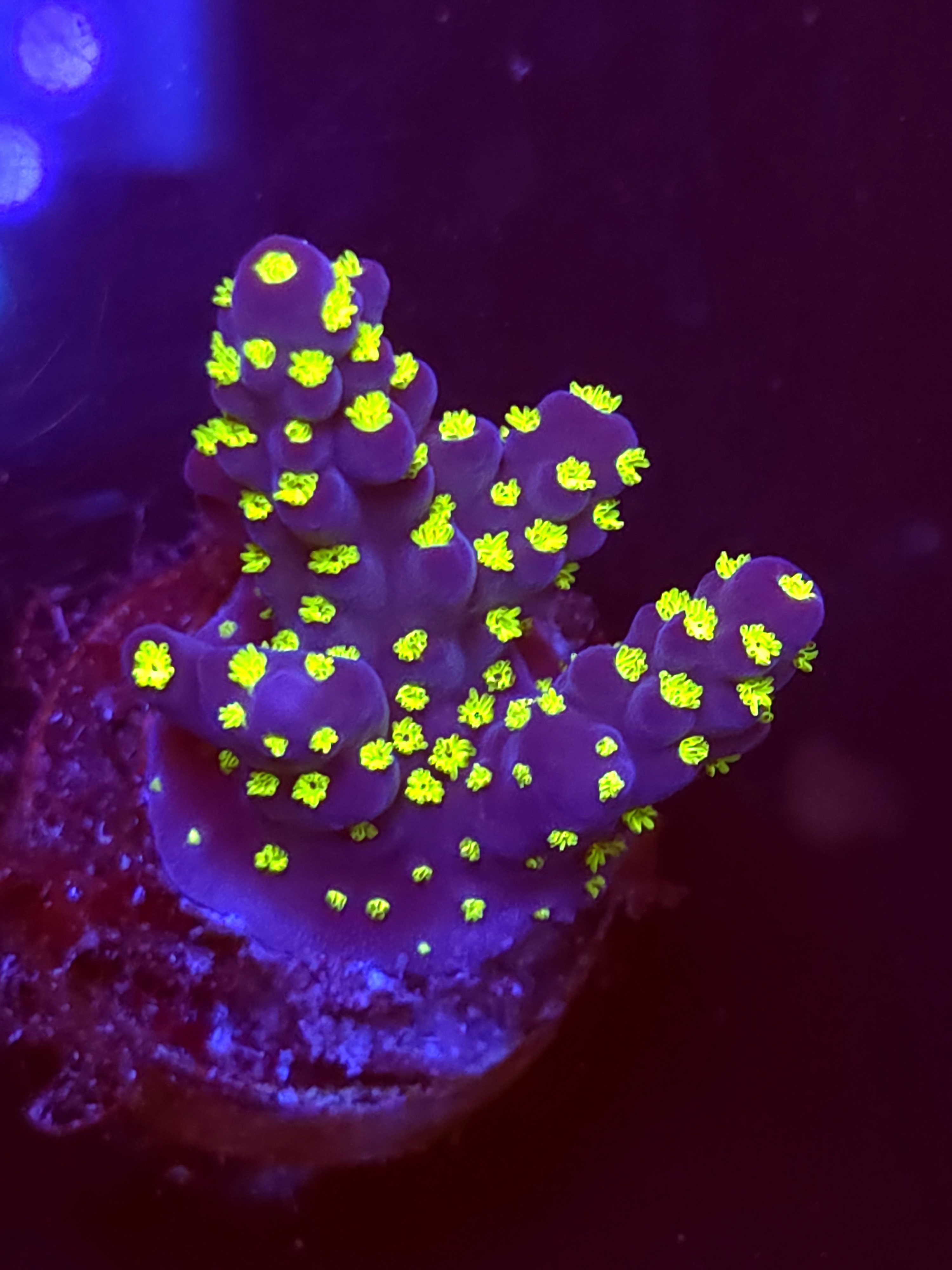 SBB "Light Saber" Acro Small2 Branch