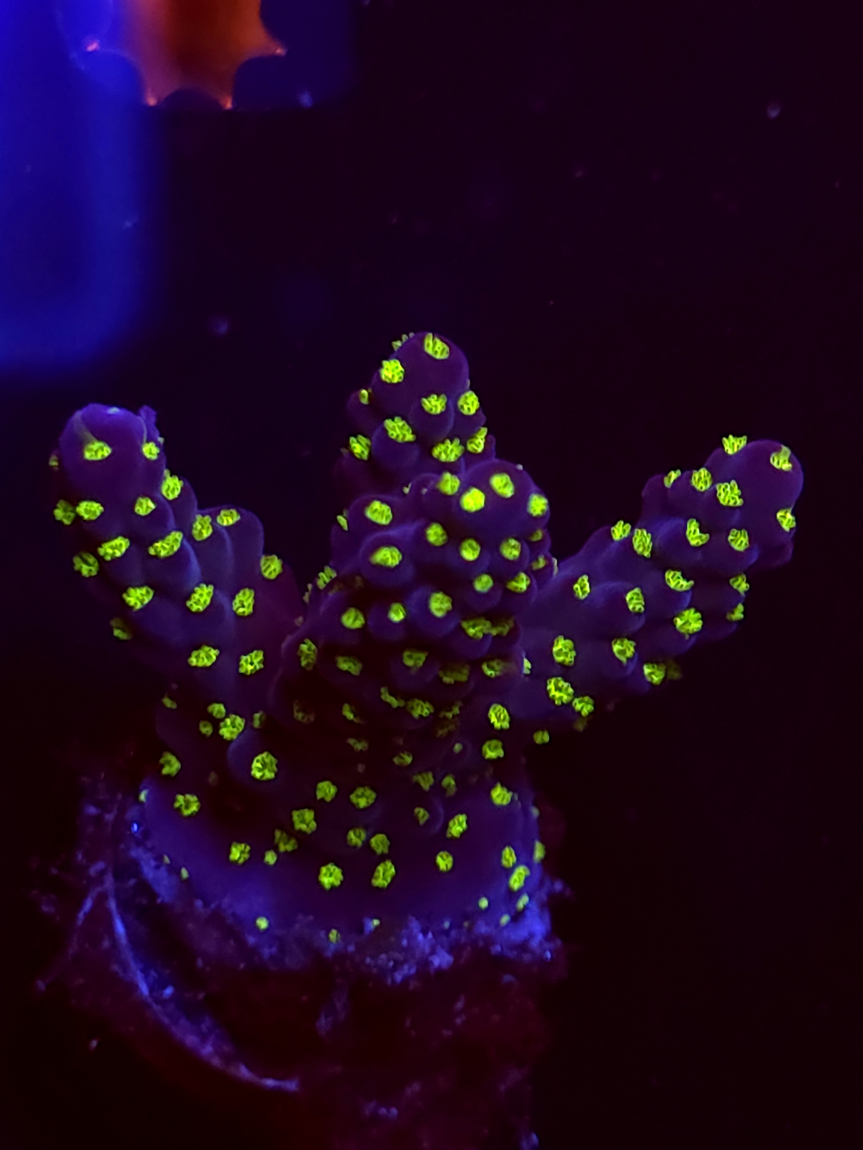 SBB "Light Saber" Acro Medium 3 Branch