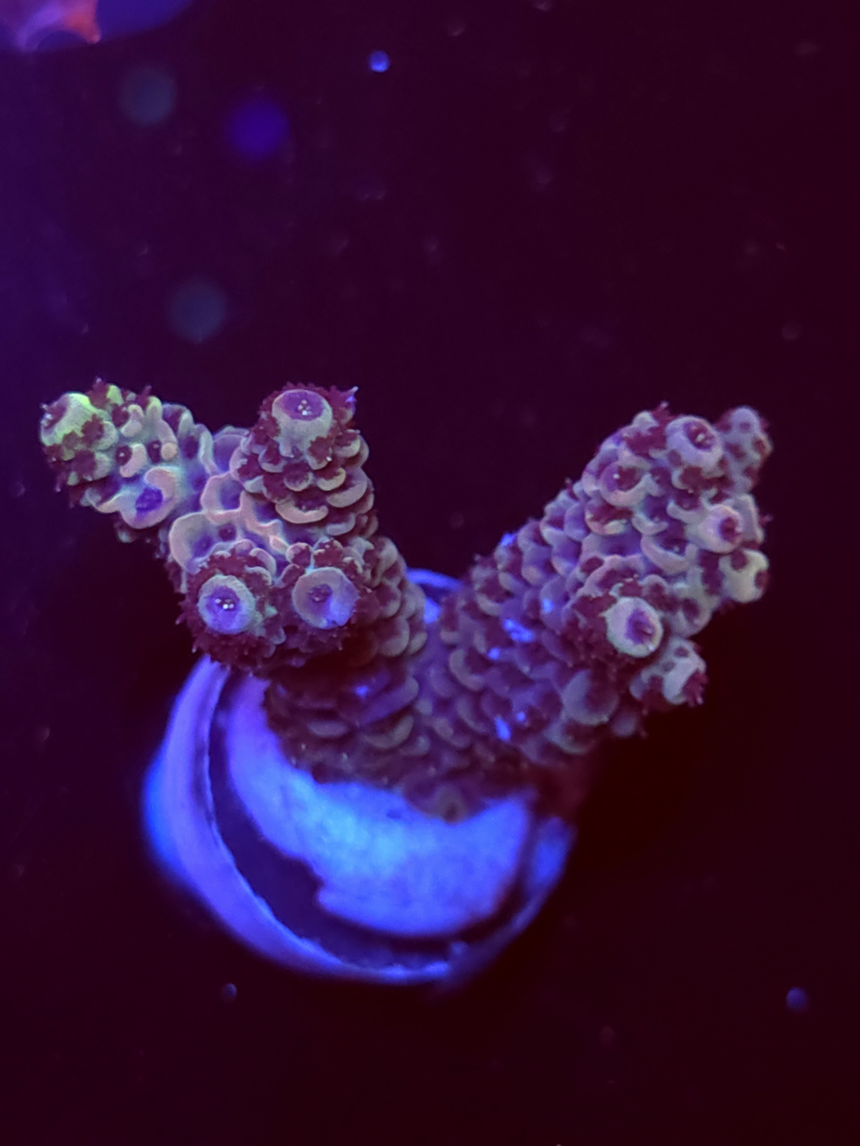 SBB "Cotton Comet" Acro Medium 2 Branch