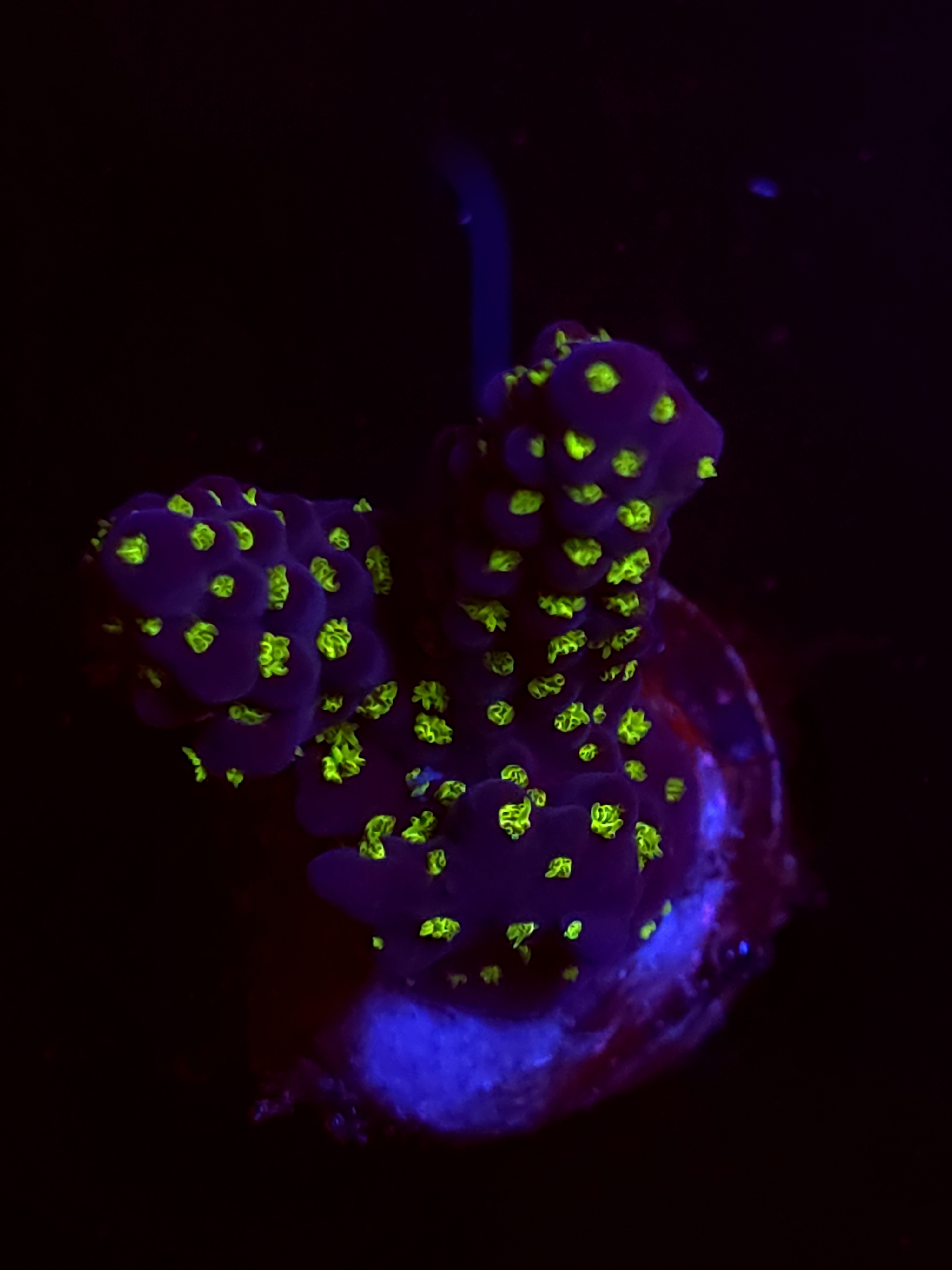 SBB "Mystery Signature" Acro Medium 2 Branch