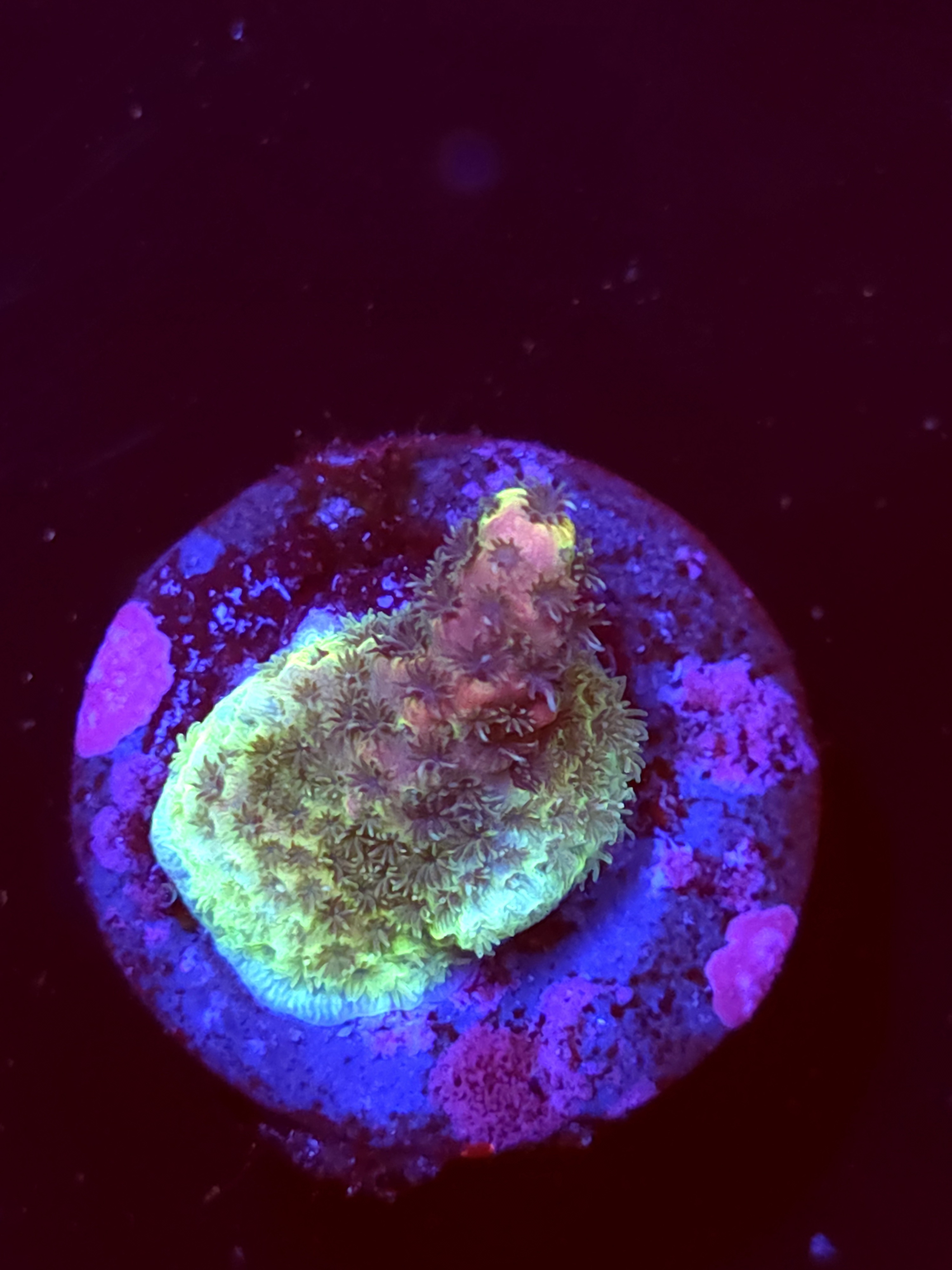 SBB "Indigo Storm" Acro Booger Crusted