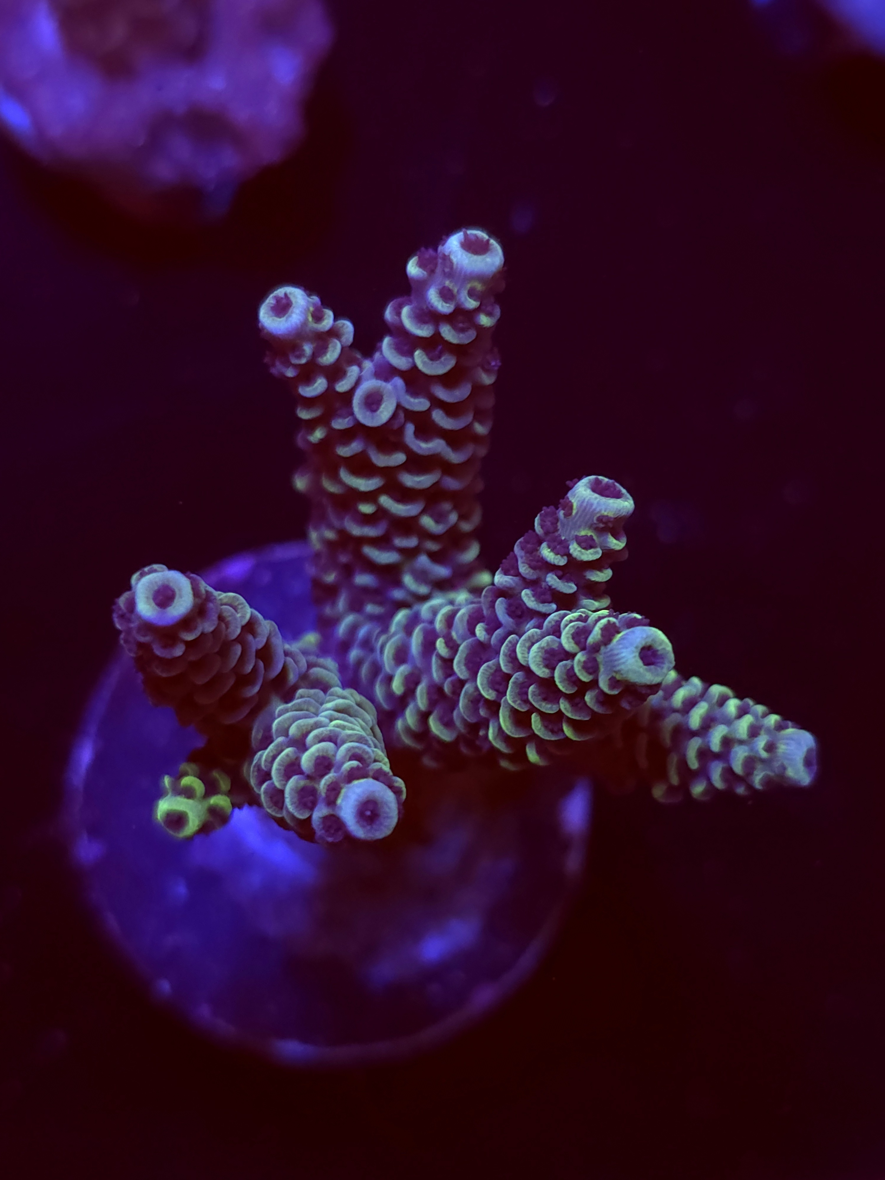 SBB "Mystery Signture" Acro Large Multibranch Colony