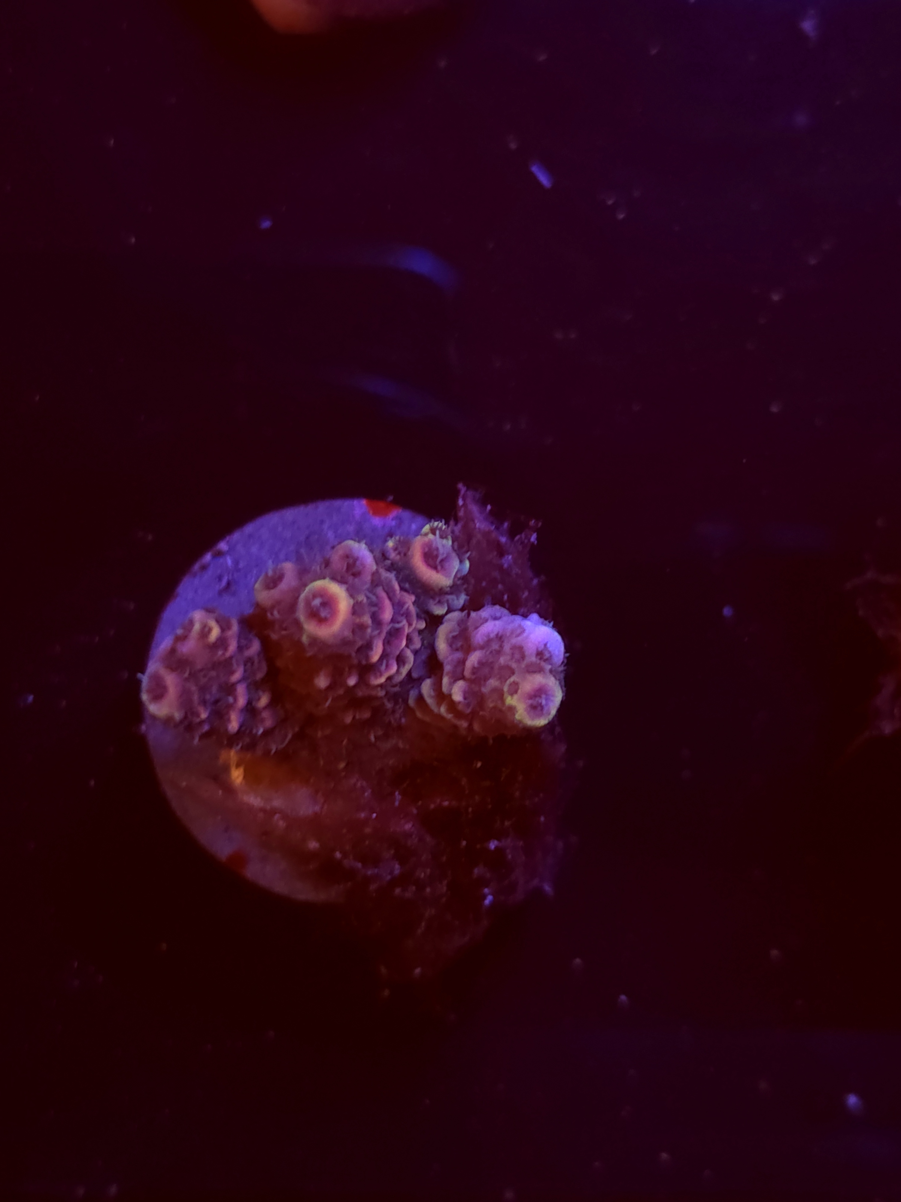 SBB "Fude Drift" Acro Small Chunky