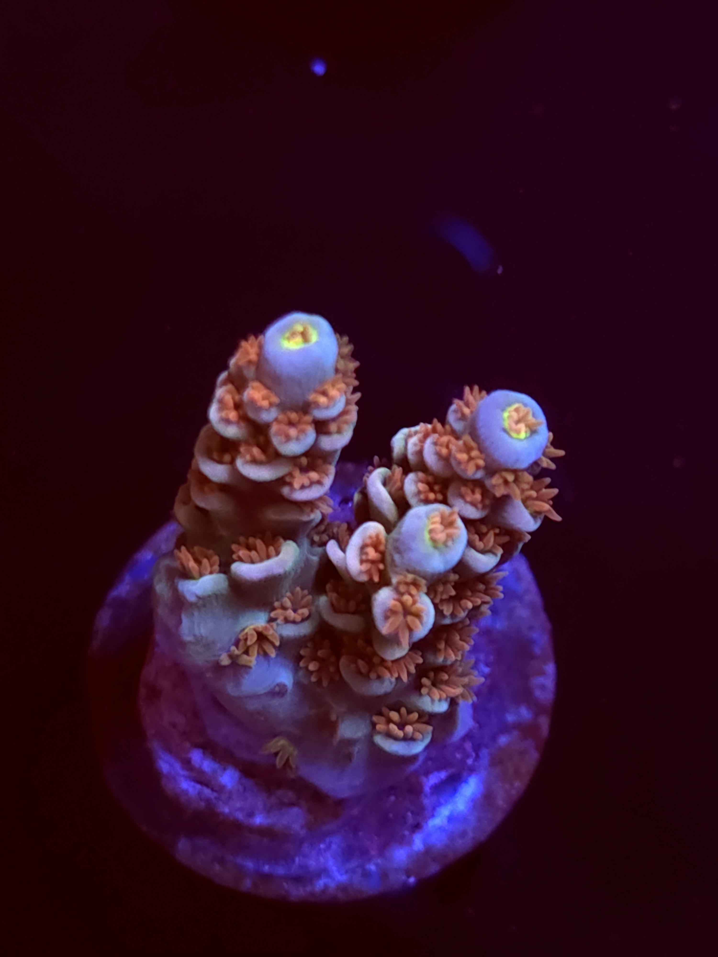 SBB "Bling Zing" Acro Small 2 Branch