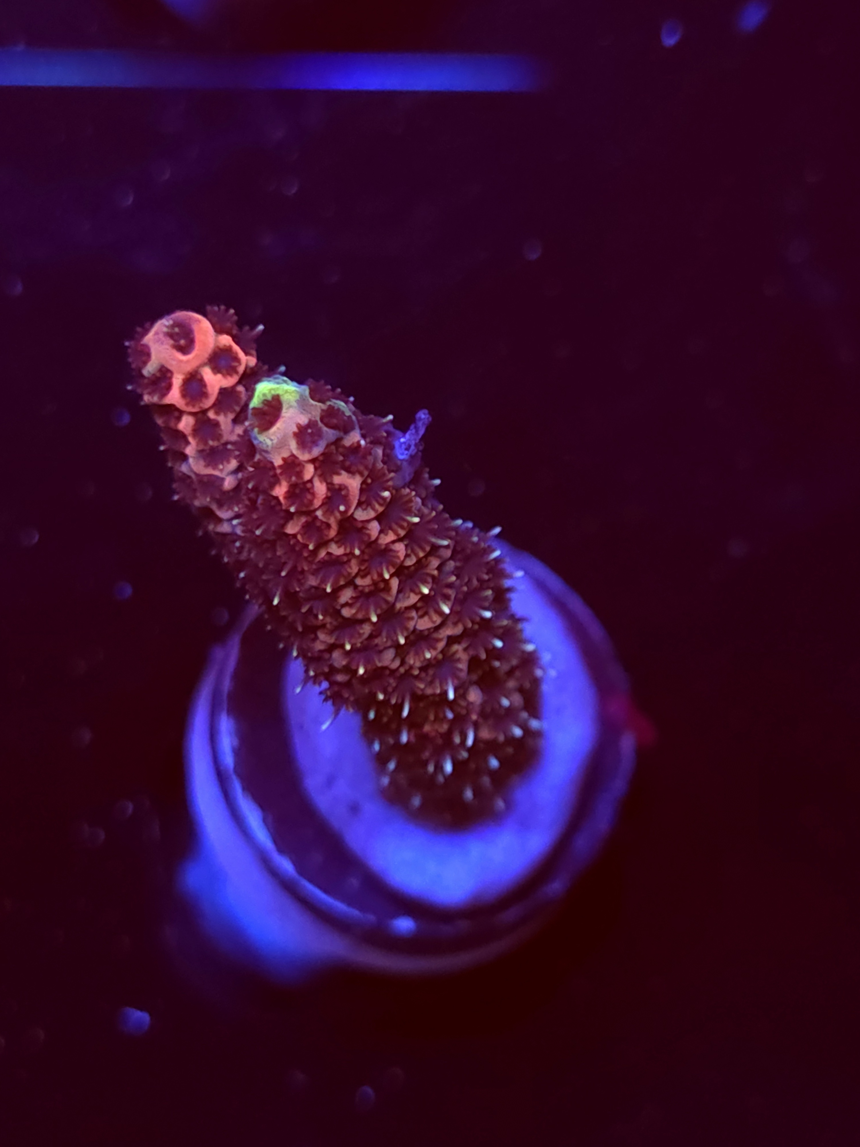 SBB "Opal Toffy" Acro Medium Branch