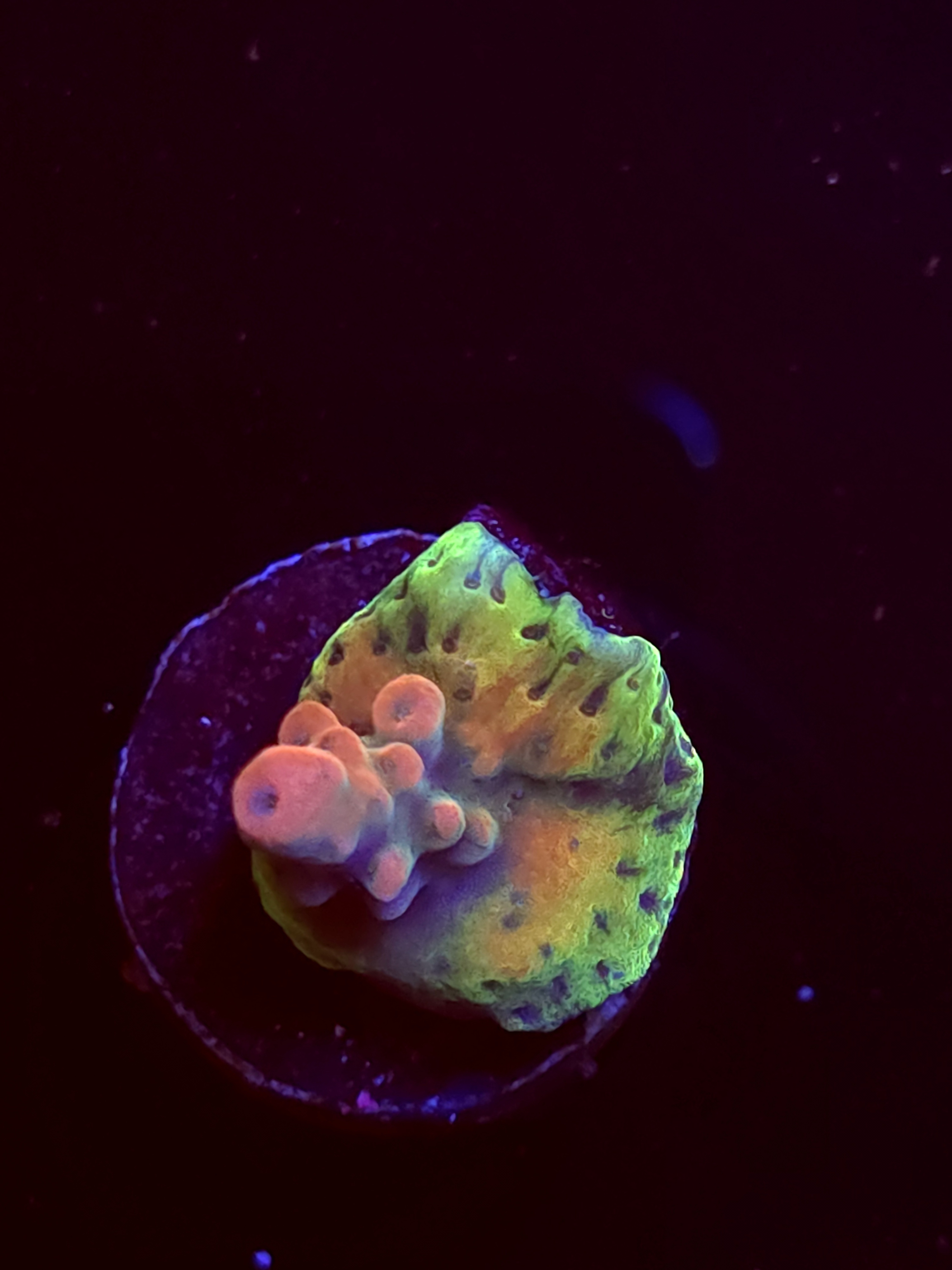 SBB "No Name" Acro tiny Crusted